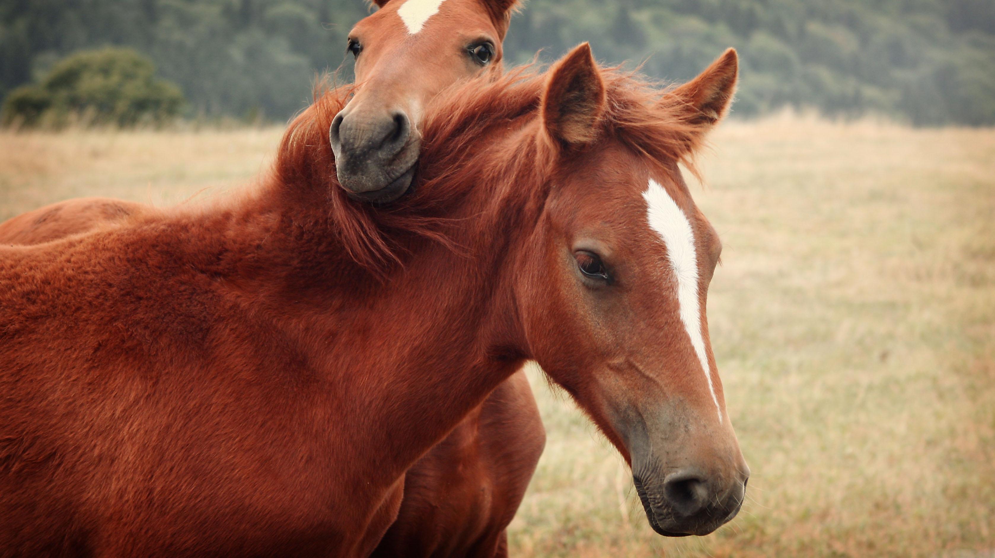 Обои лошадь две лошади лошади на рабочий стол