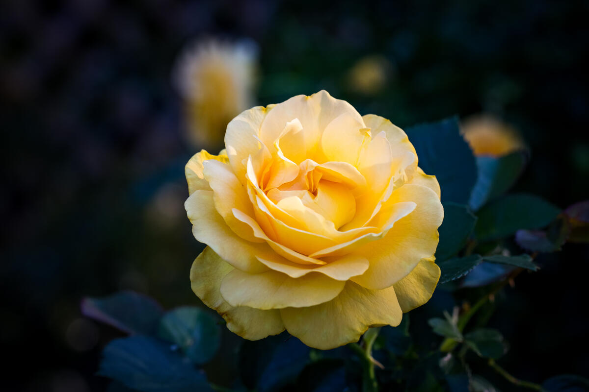 Picture of a rose, flowers