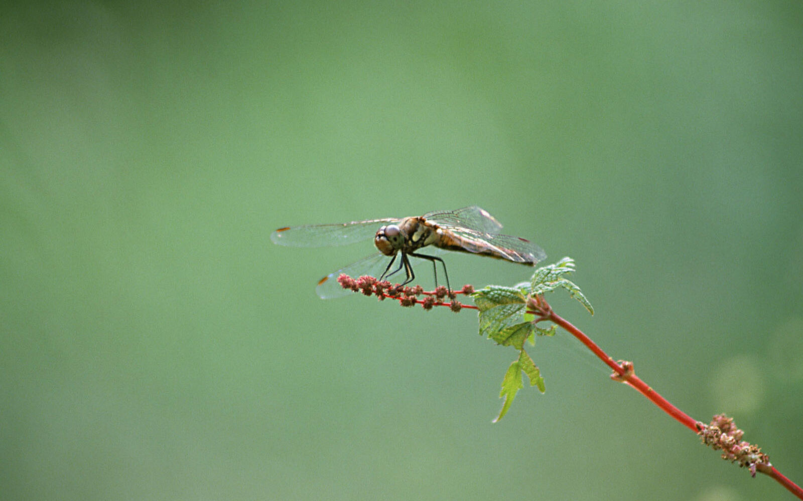 Wallpapers dragonfly grass branch on the desktop