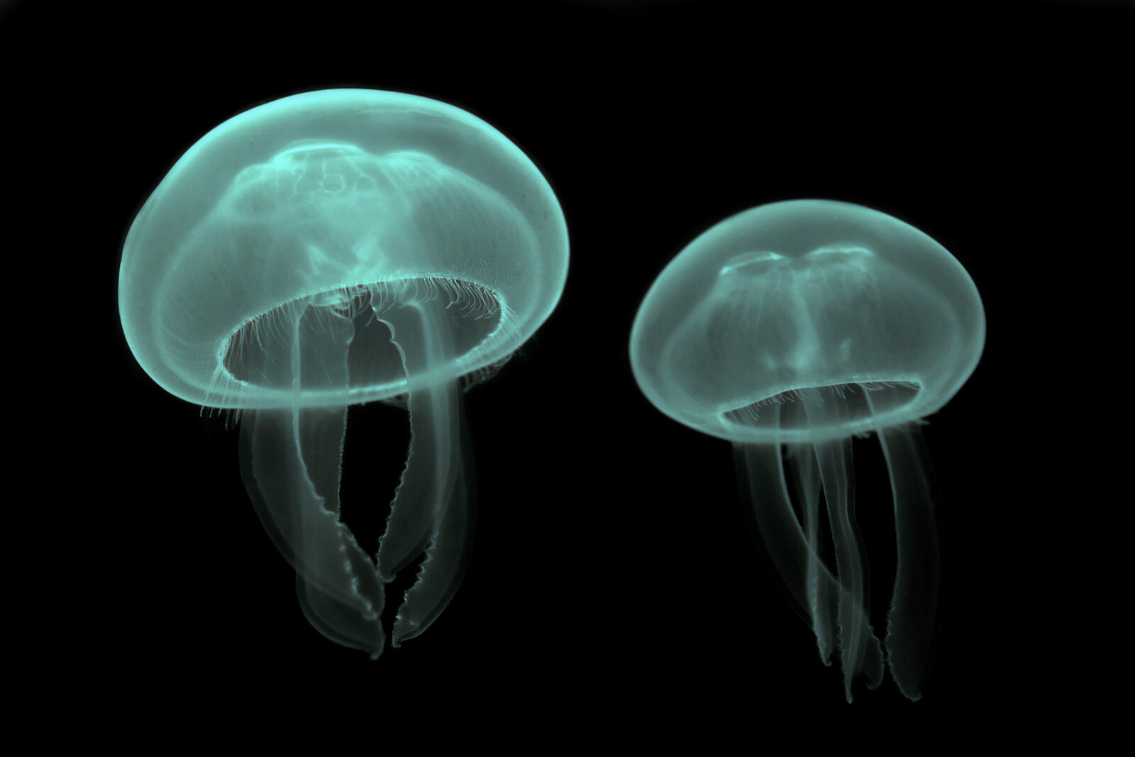 Wallpapers jellyfish black background on the desktop