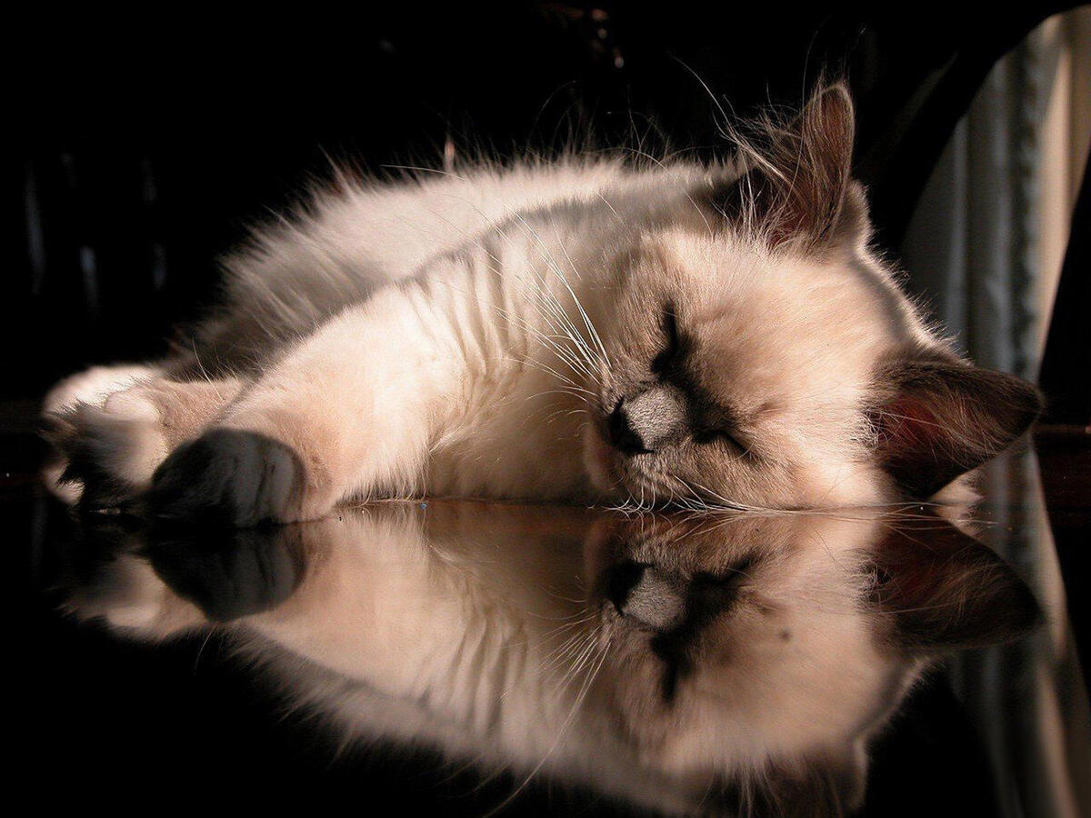 The cat sleeps on the black mirrored table