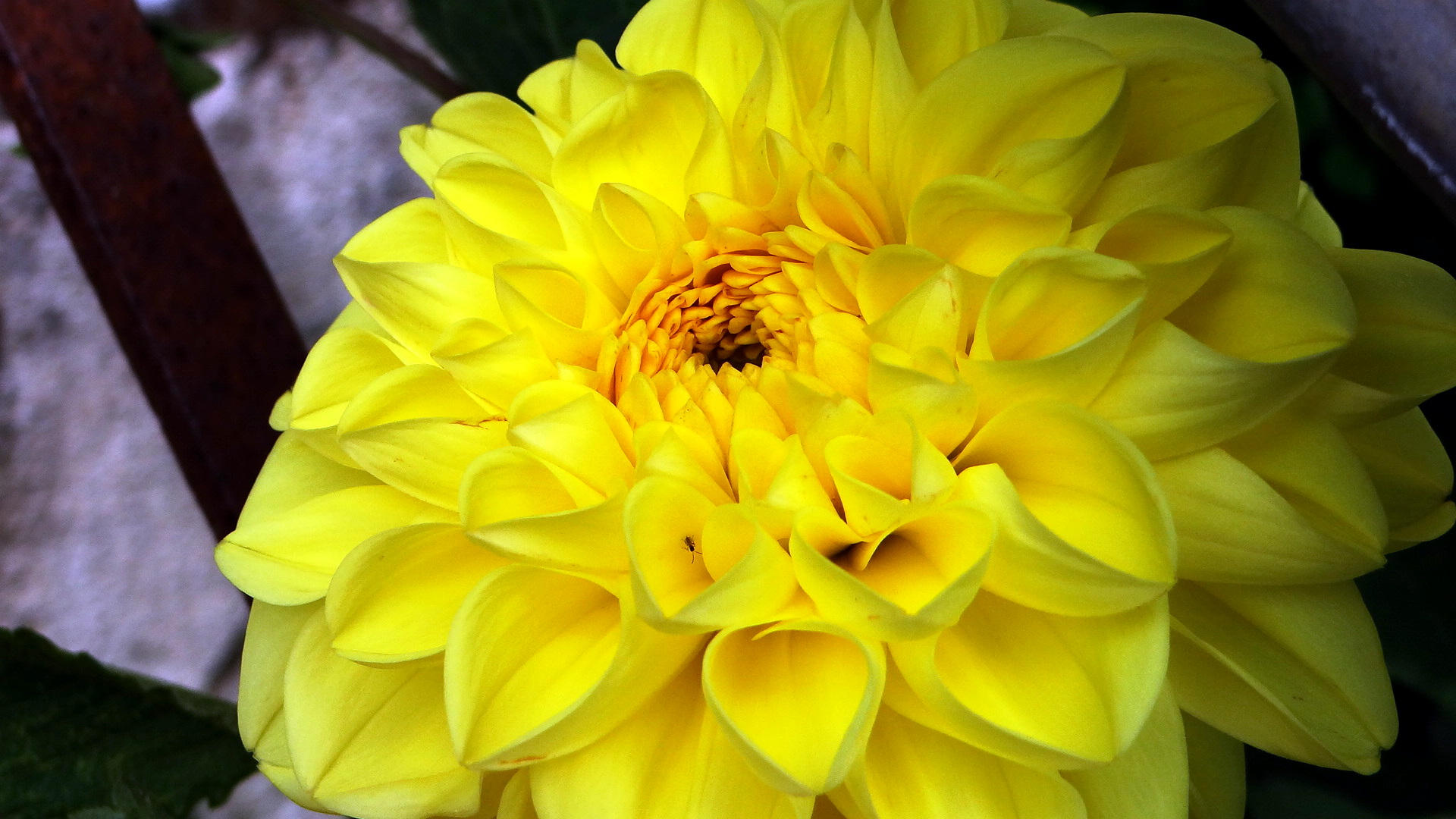 Обои георгины цветок желтый на рабочий стол