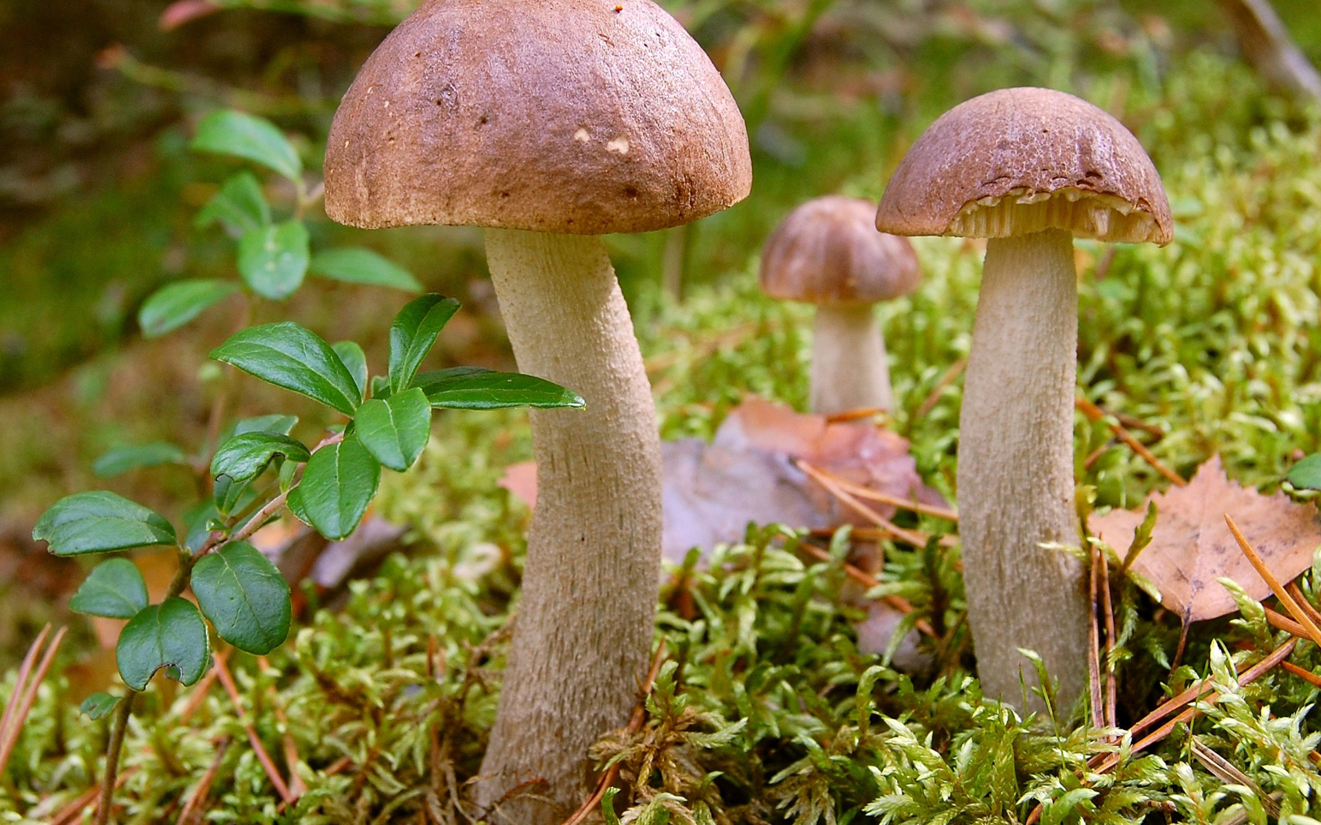Фото бесплатно грибы, подосиновики, брусника