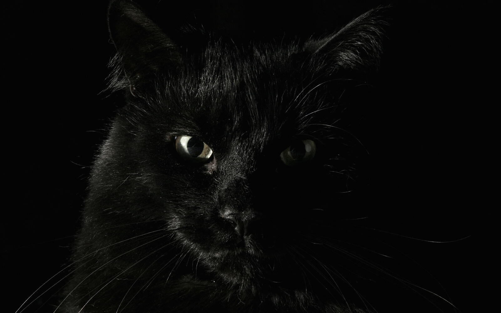 桌面上的壁纸猫 黑 注视