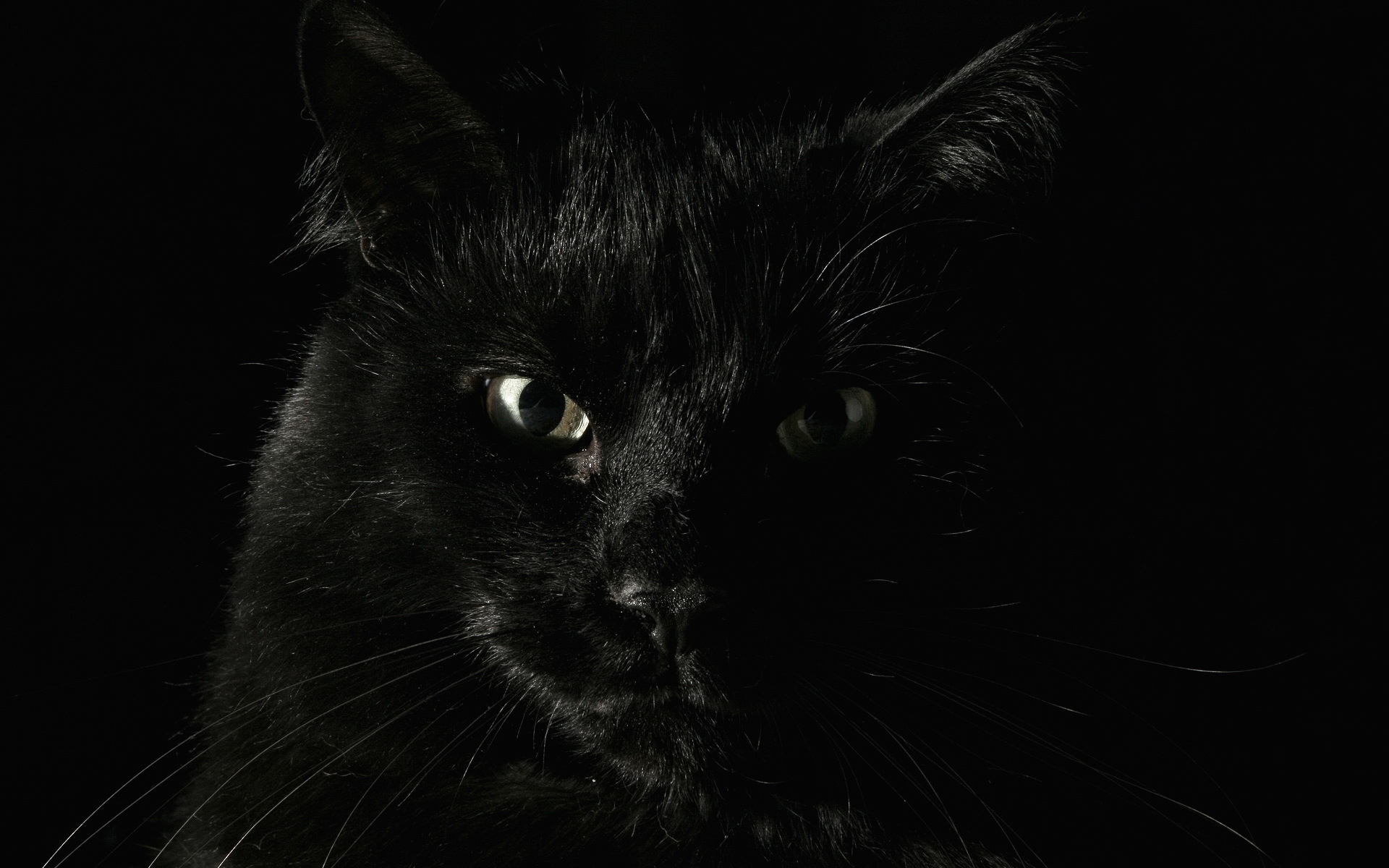 Wallpapers cat black look on the desktop
