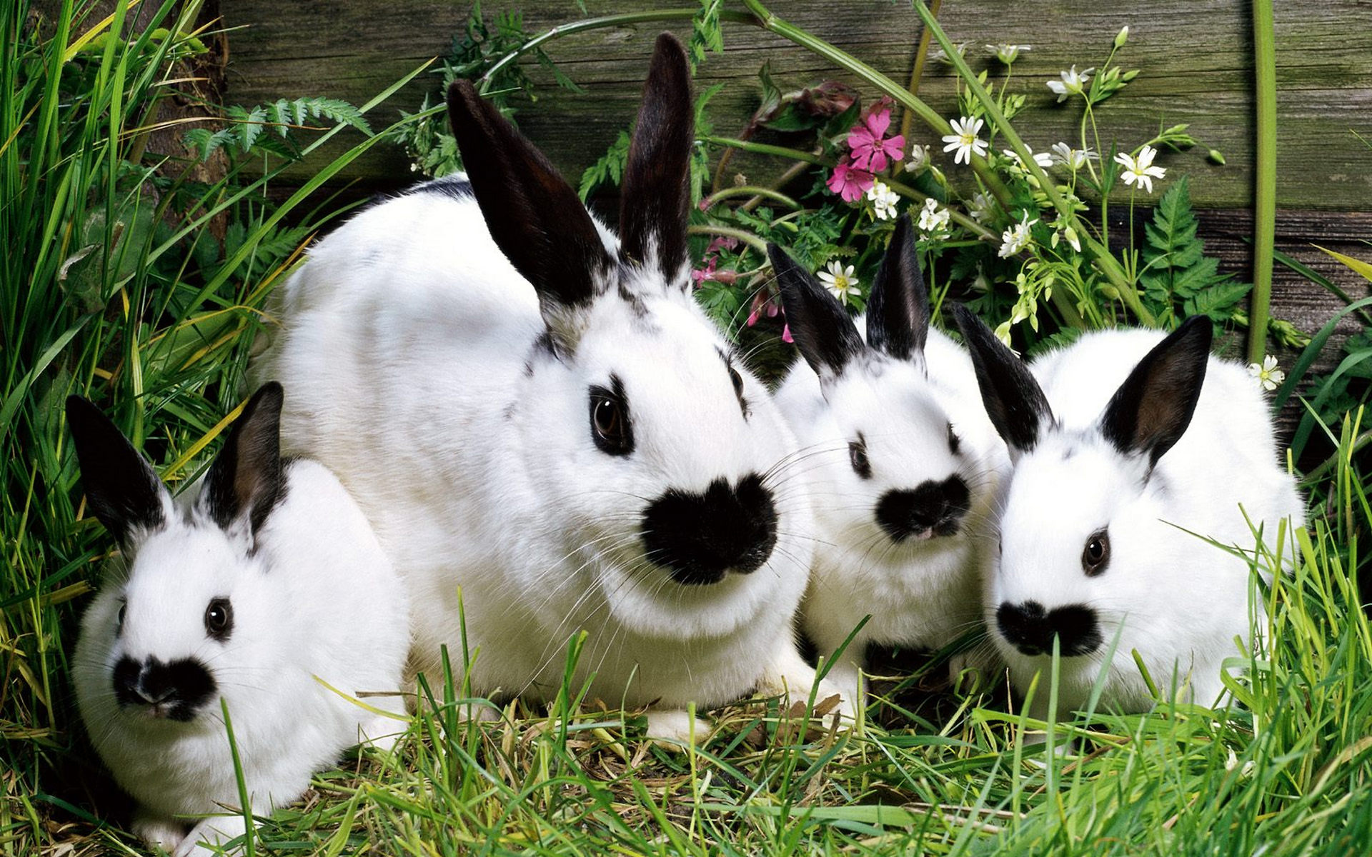 кролик трава белый скачать