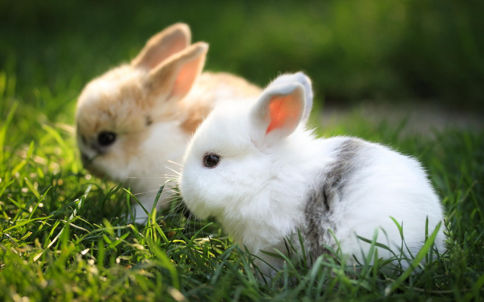 Wallpapers rabbits couple fur on the desktop