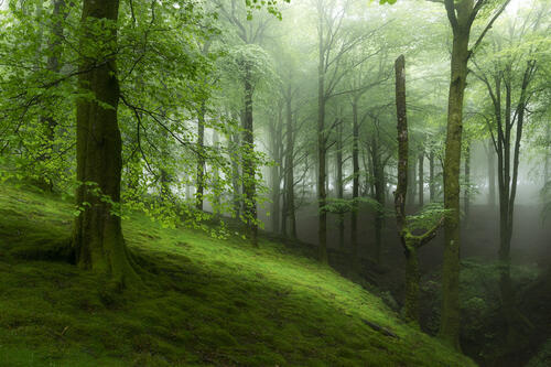 склон туман зеленые листья