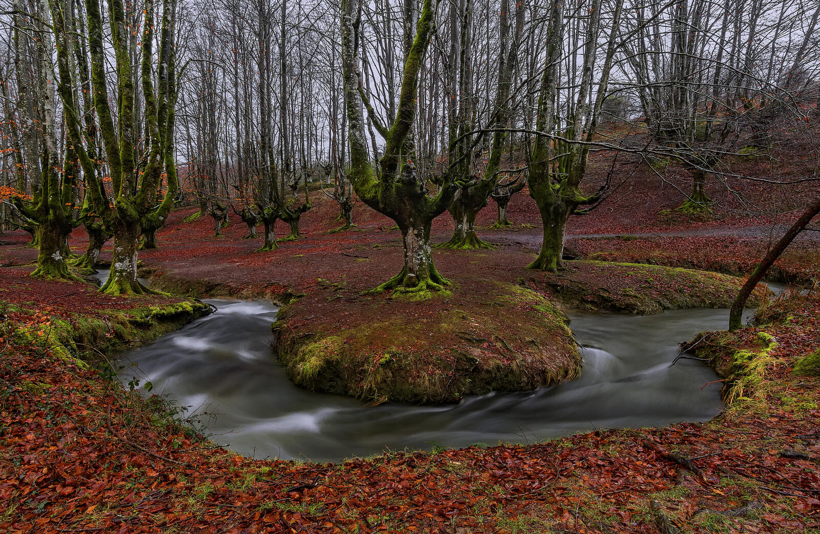 Wallpapers Forest nature small river on the desktop