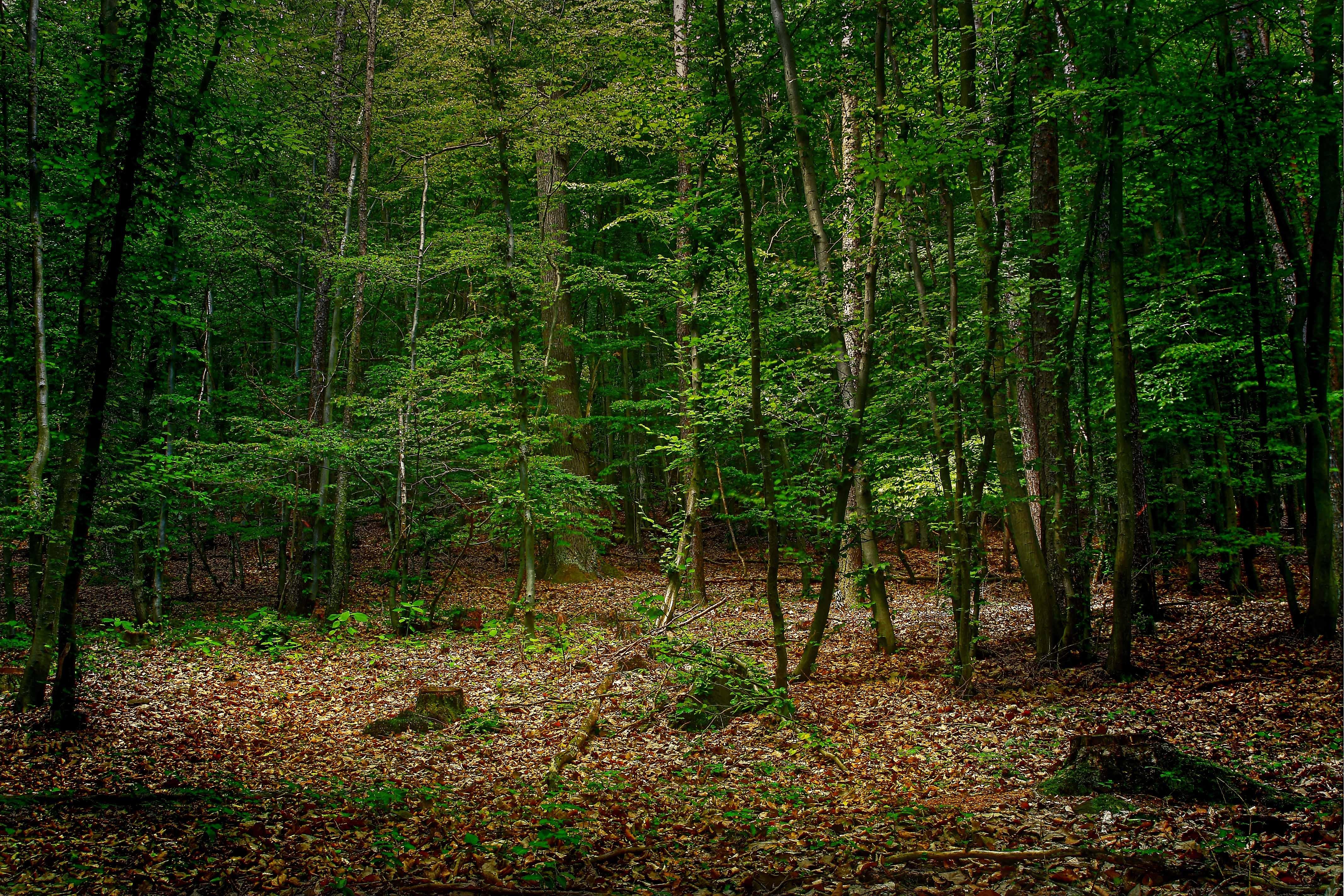 Бесплатное фото Красивые обои лес, деревья, осень