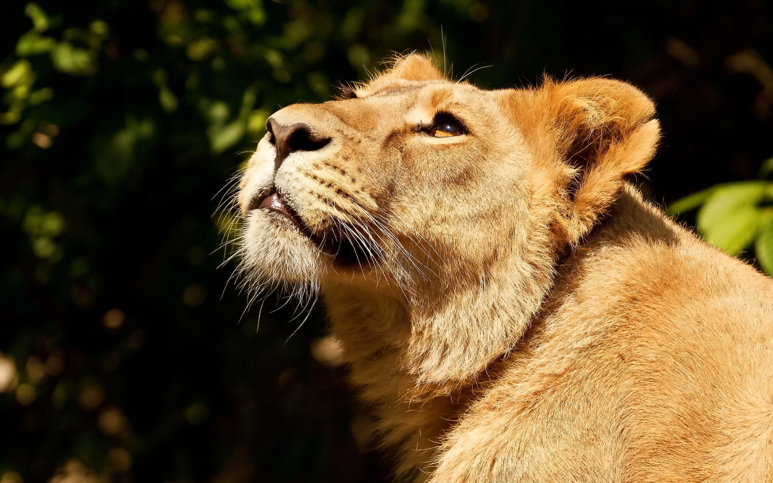 Wallpapers lioness look in the sun on the desktop