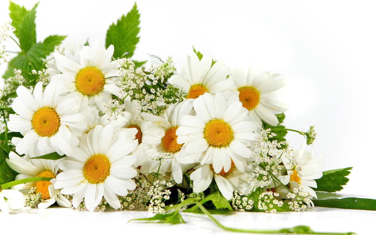 Wallpapers chamomile bouquet armful on the desktop