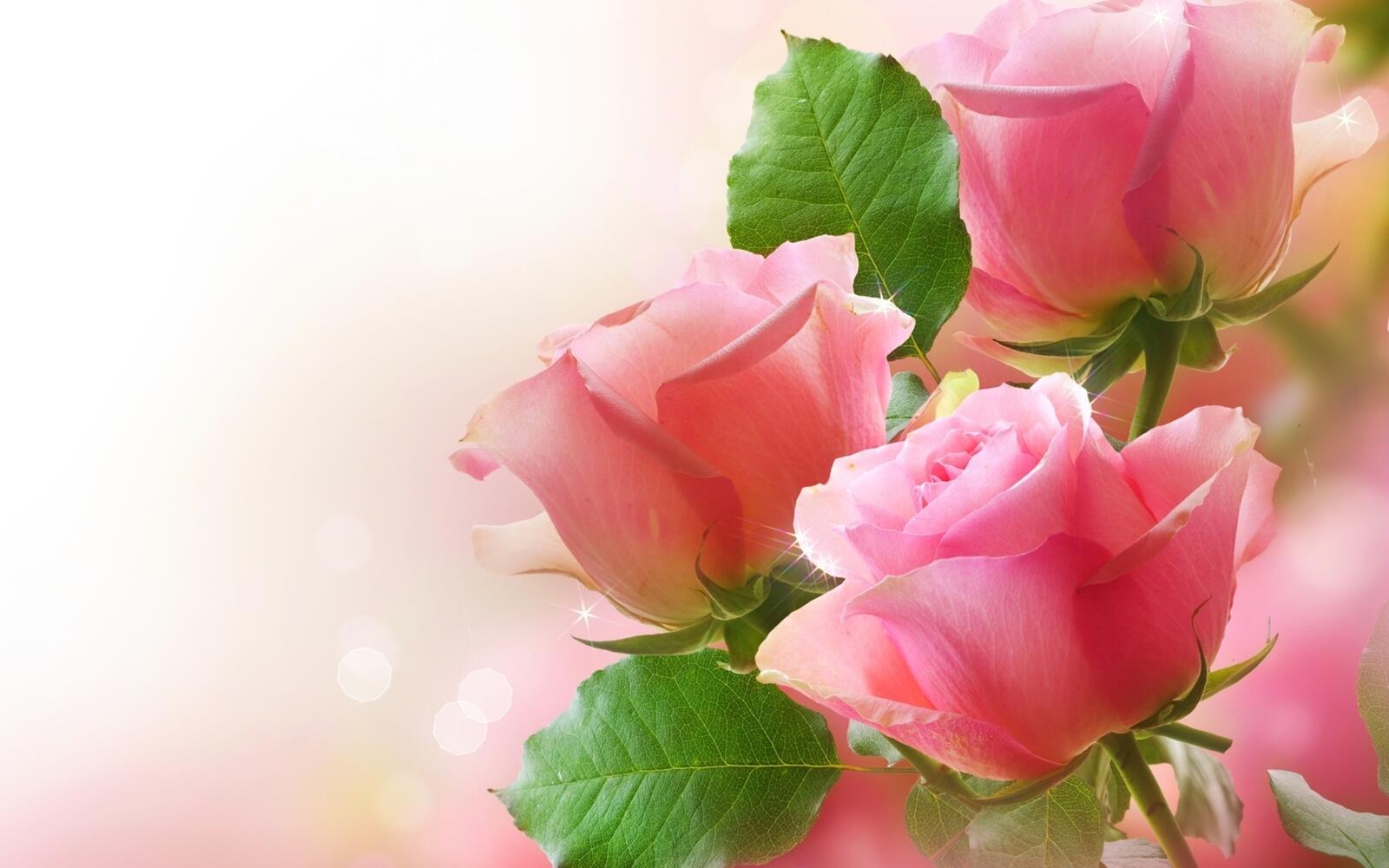 Wallpapers roses pink leaves on the desktop