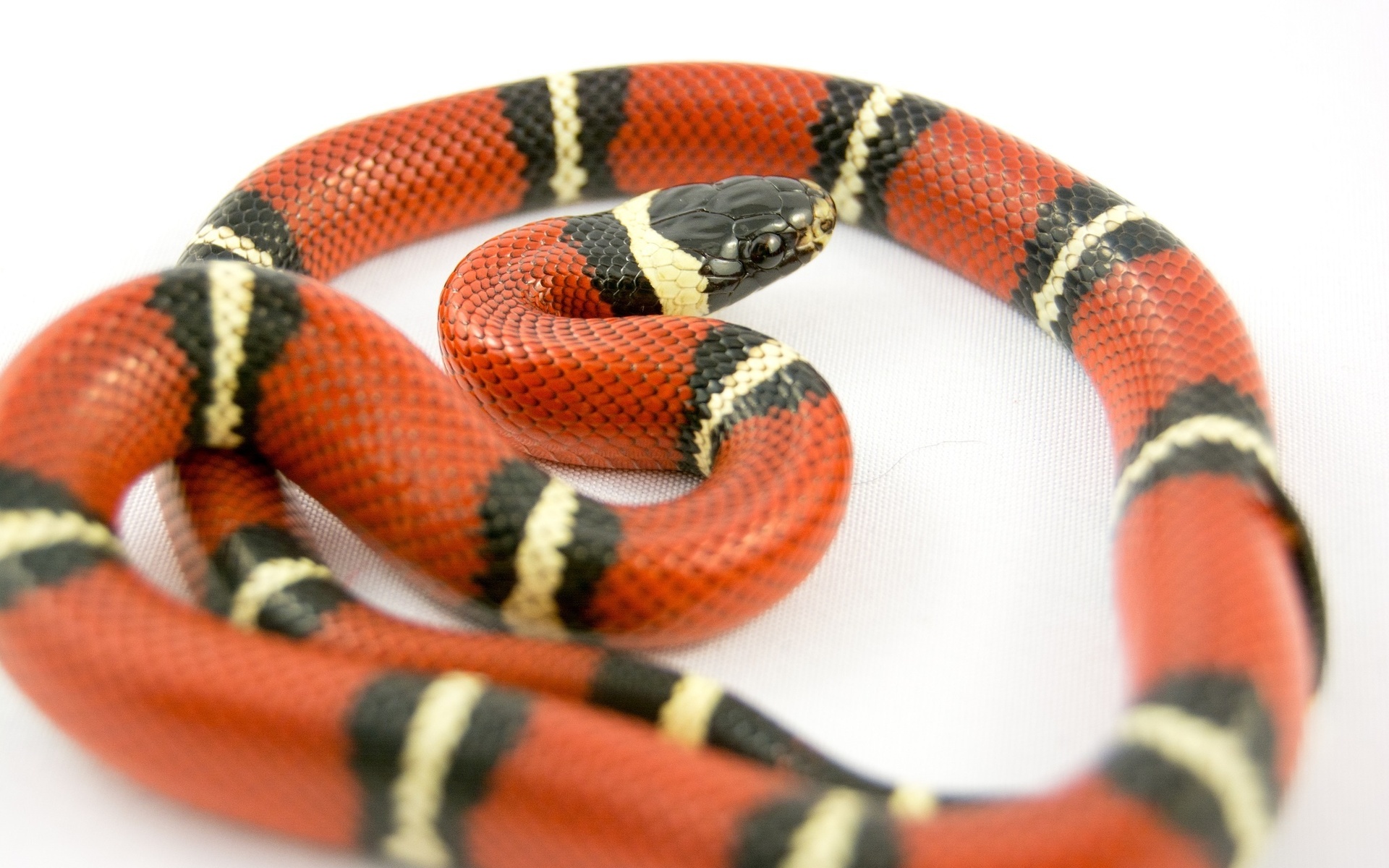 картинки красных змей