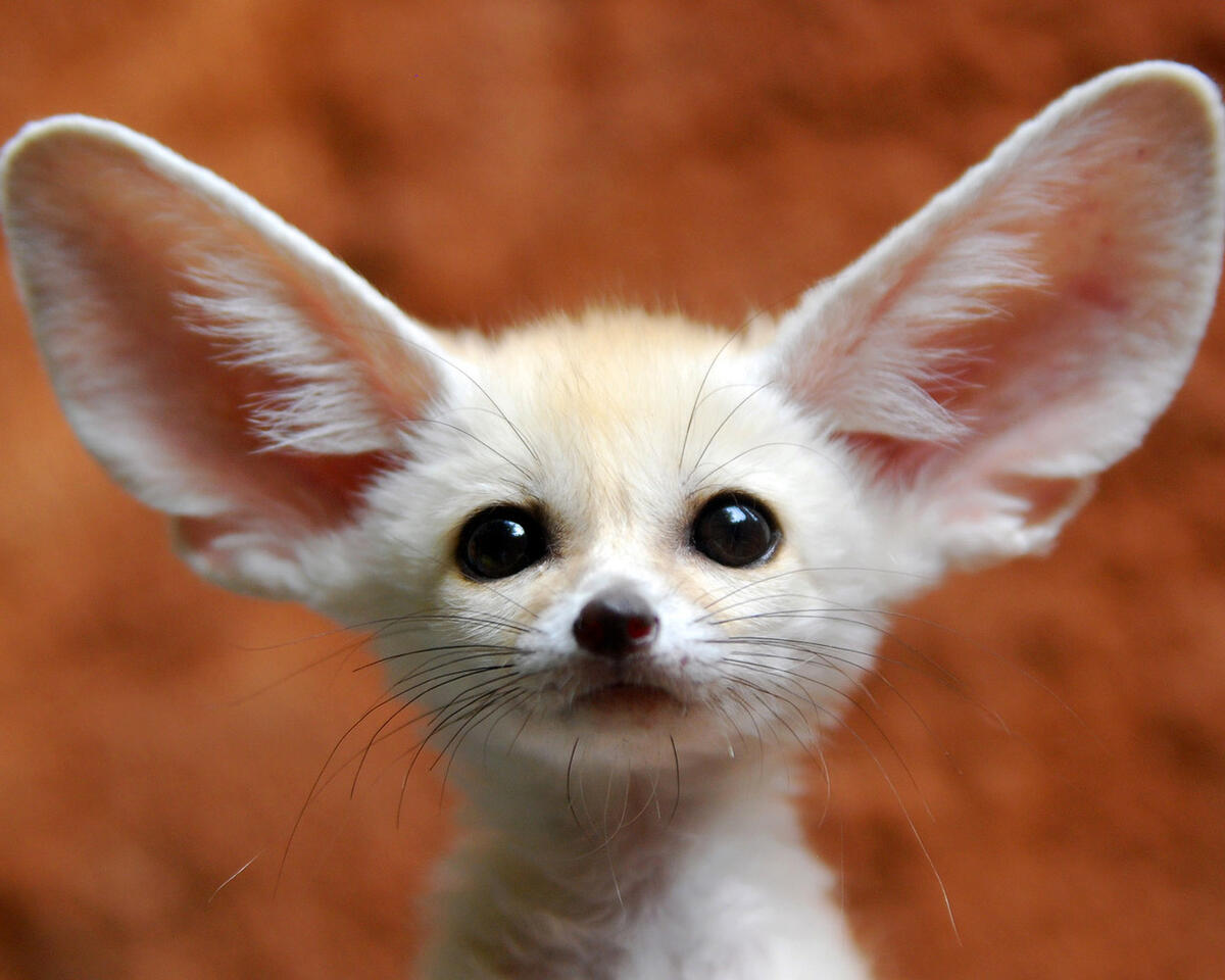 Portrait of a fennec-eared fox.