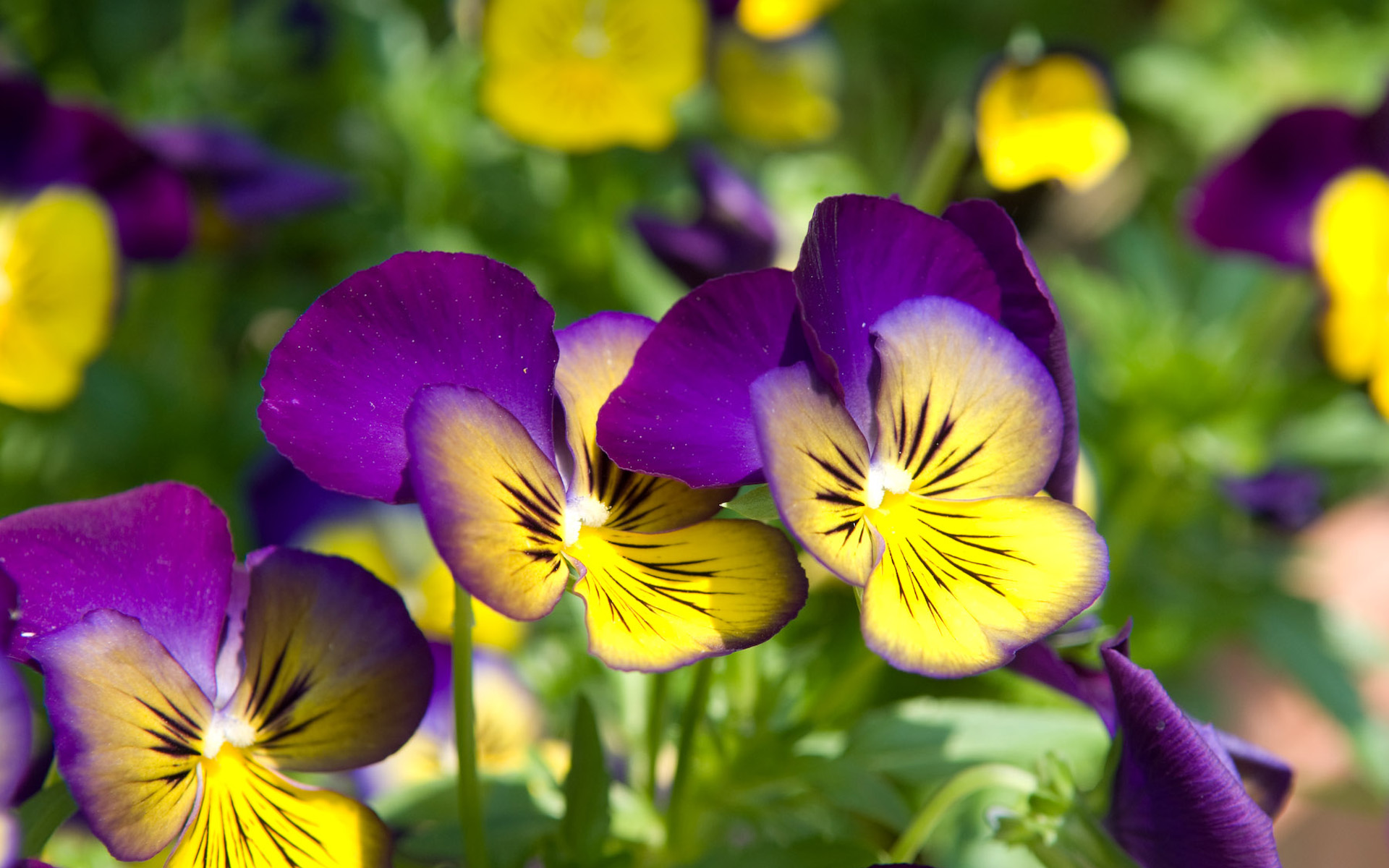 Wallpapers pansies glade grass on the desktop