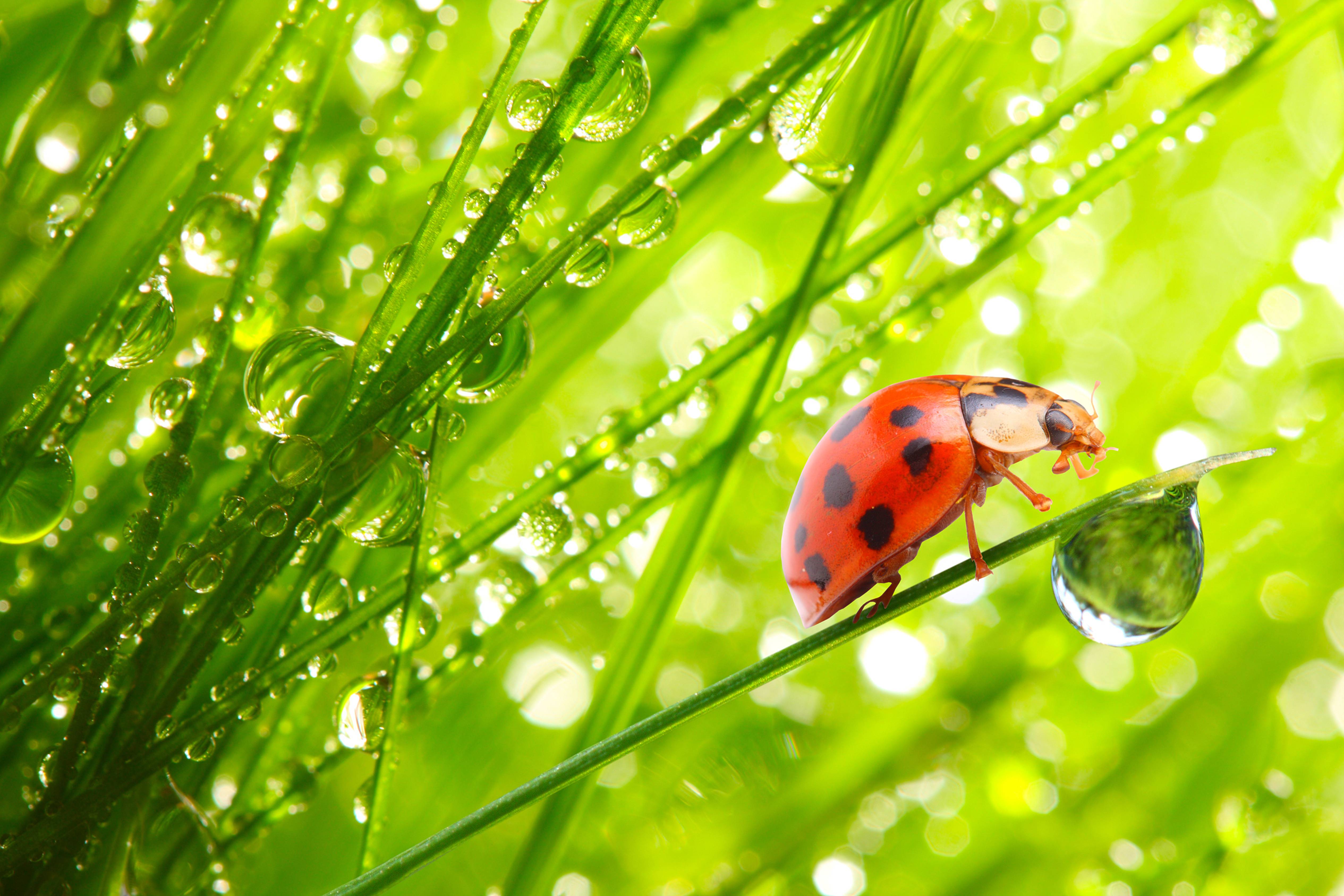 Wallpapers drops beetles ladybugs on the desktop