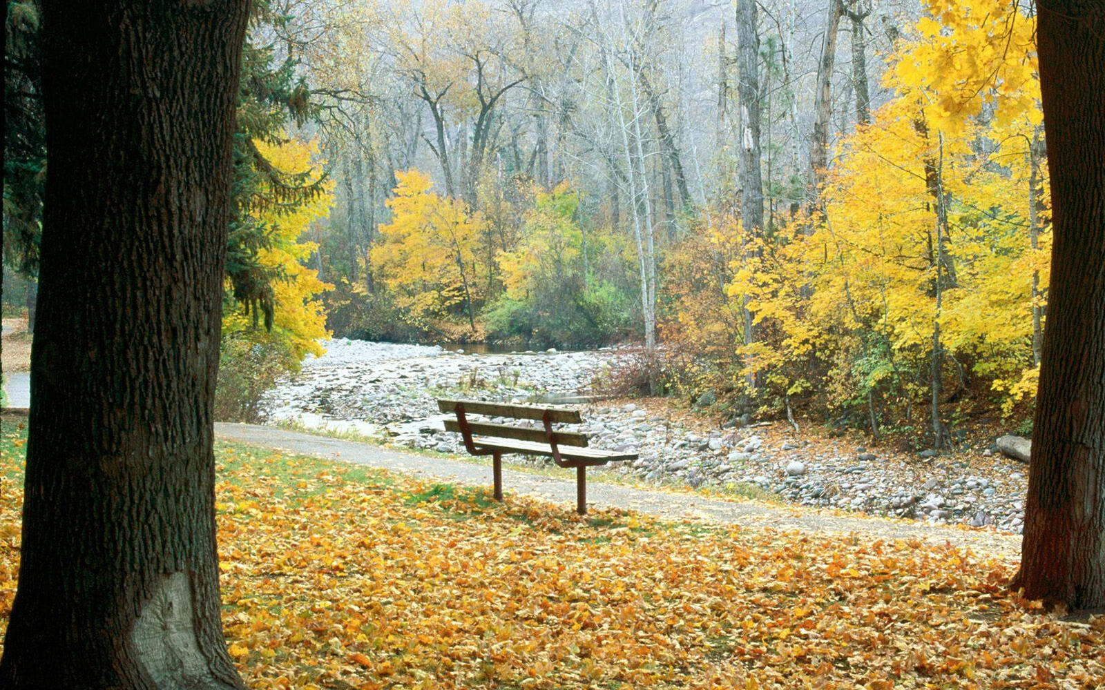 Wallpapers trees leaves bench on the desktop