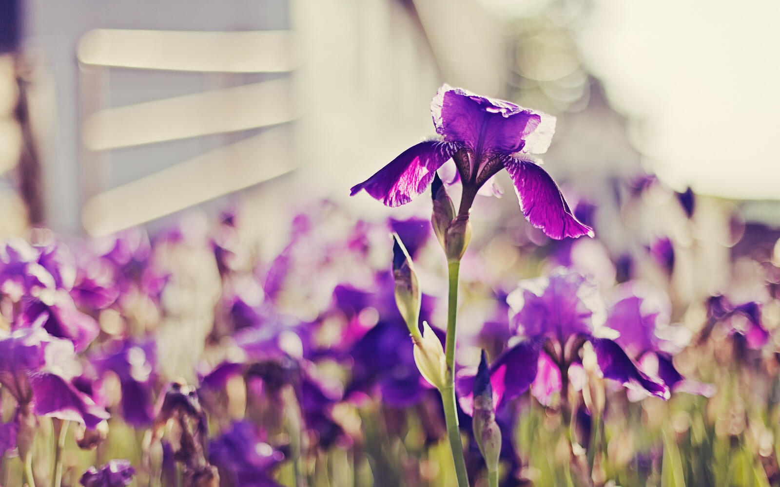 Wallpapers irises petals purple on the desktop