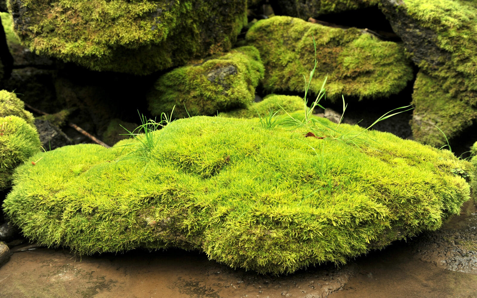 Wallpapers stones moss grass on the desktop