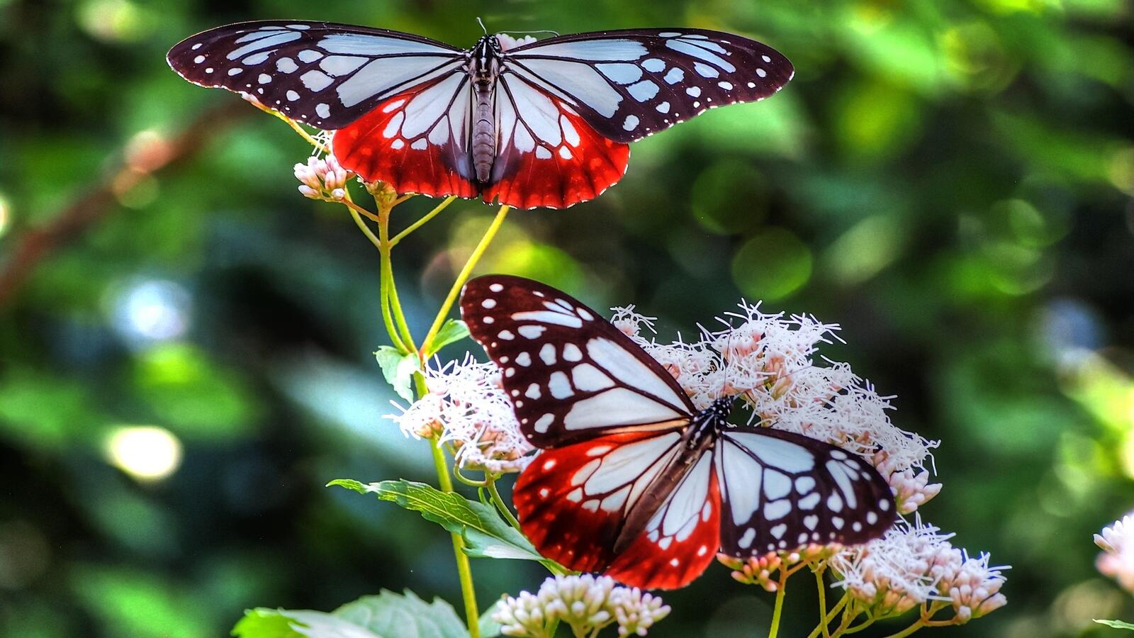 Обои красивые бабочки крылья на рабочий стол