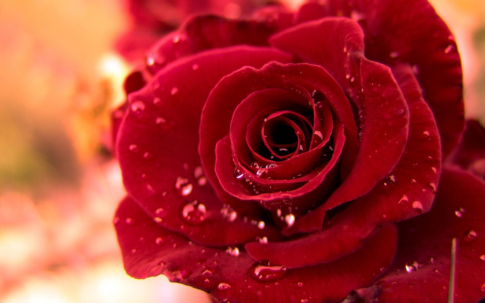 桌面上的壁纸玫瑰 鲜花 花瓣
