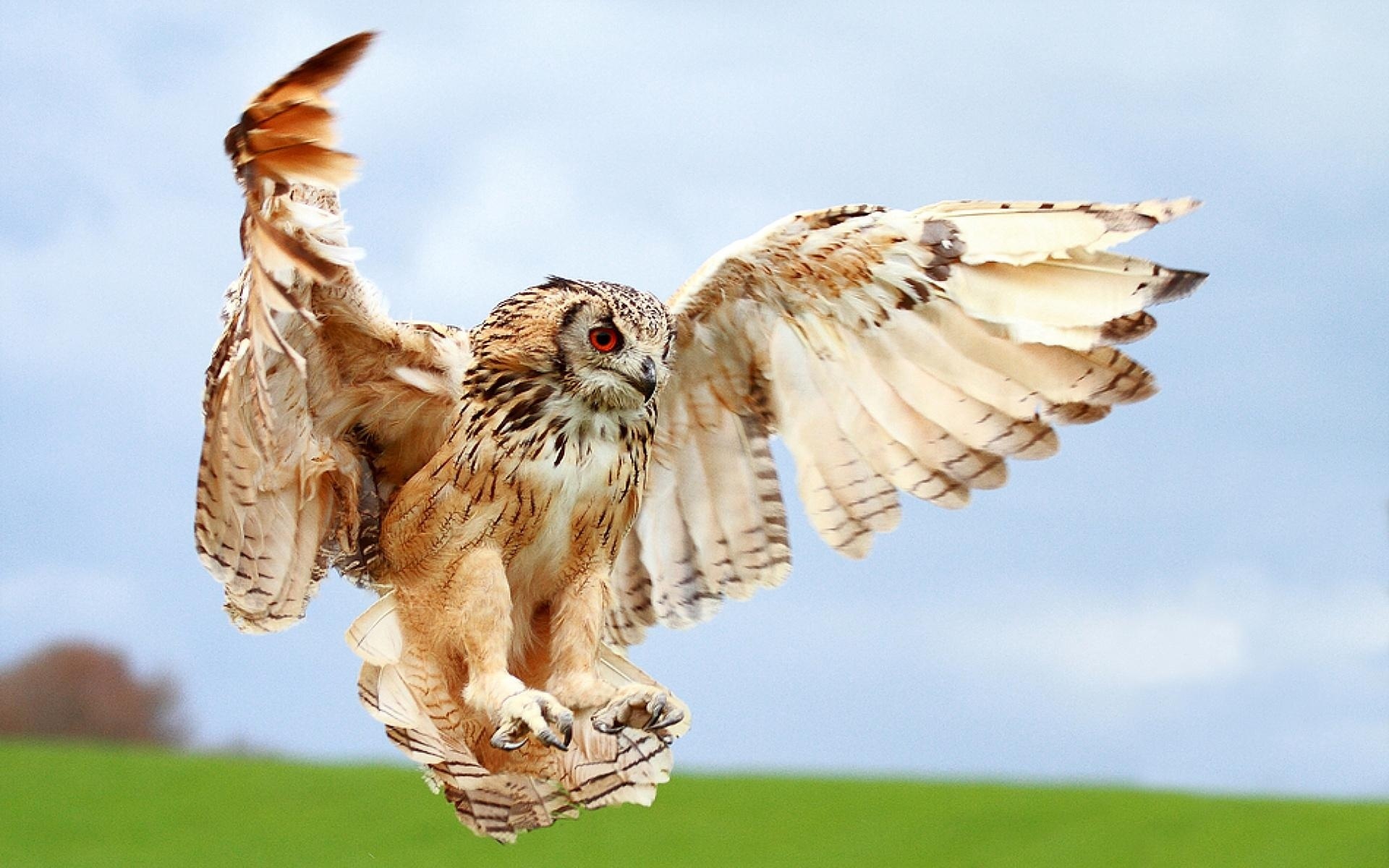 Wallpapers owl flight wings on the desktop