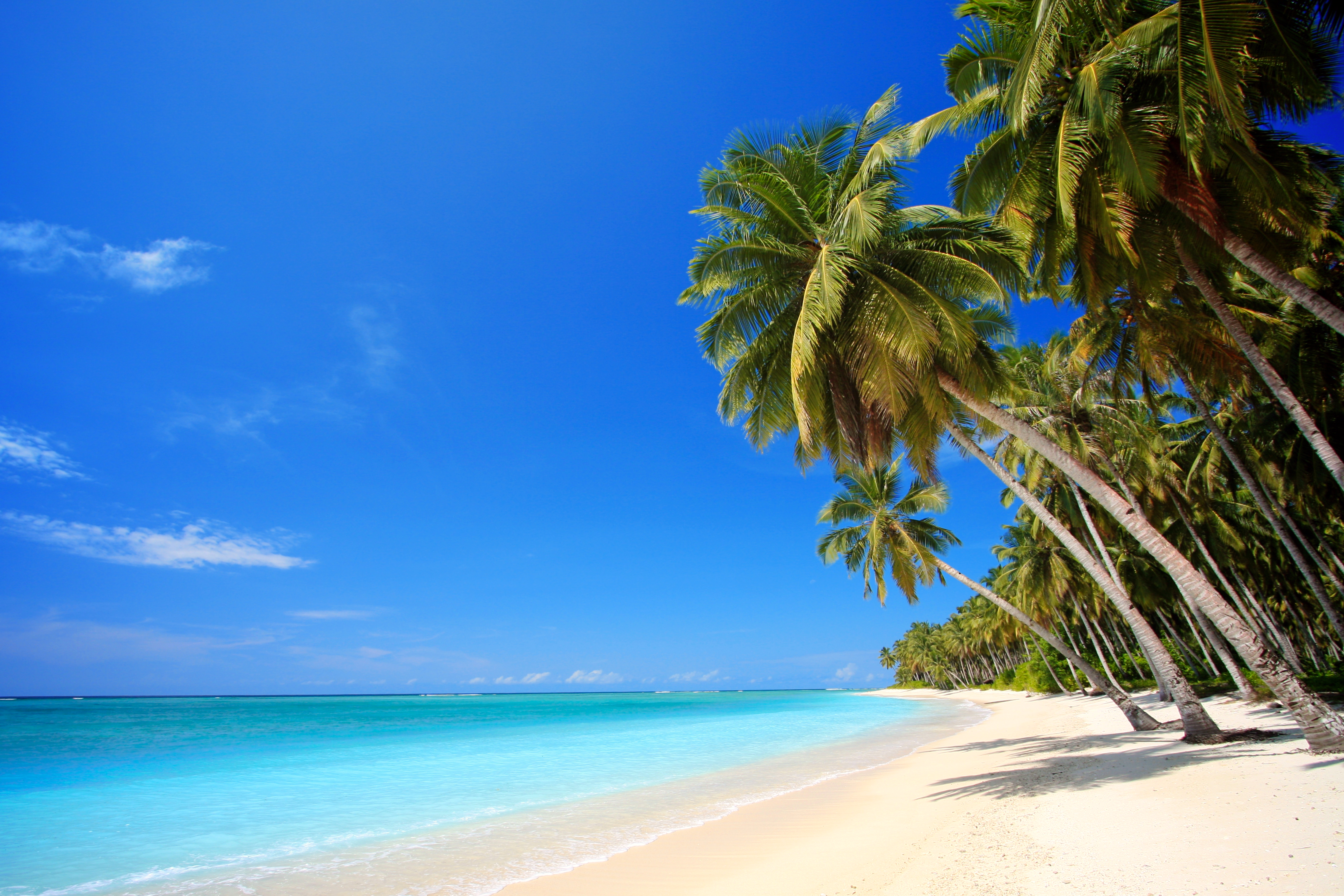 Обои пальмовое дерево песчаный пляж голубая вода на рабочий стол