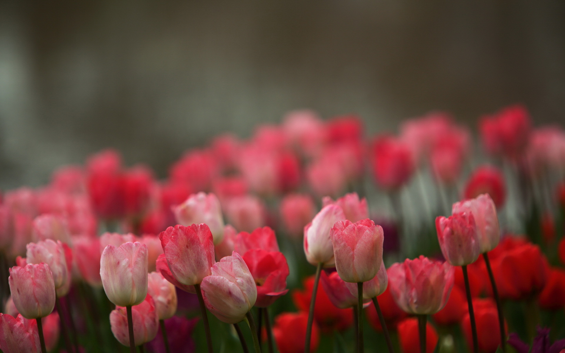 Фото бесплатно тюльпаны, розовые, лепестки