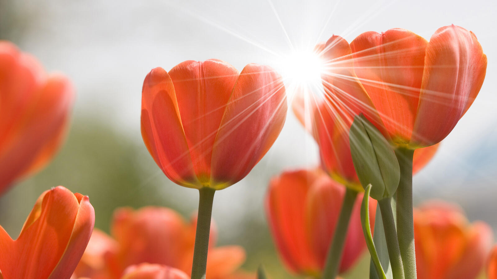 Бесплатное фото Оранжевые цветы с солнечными лучами