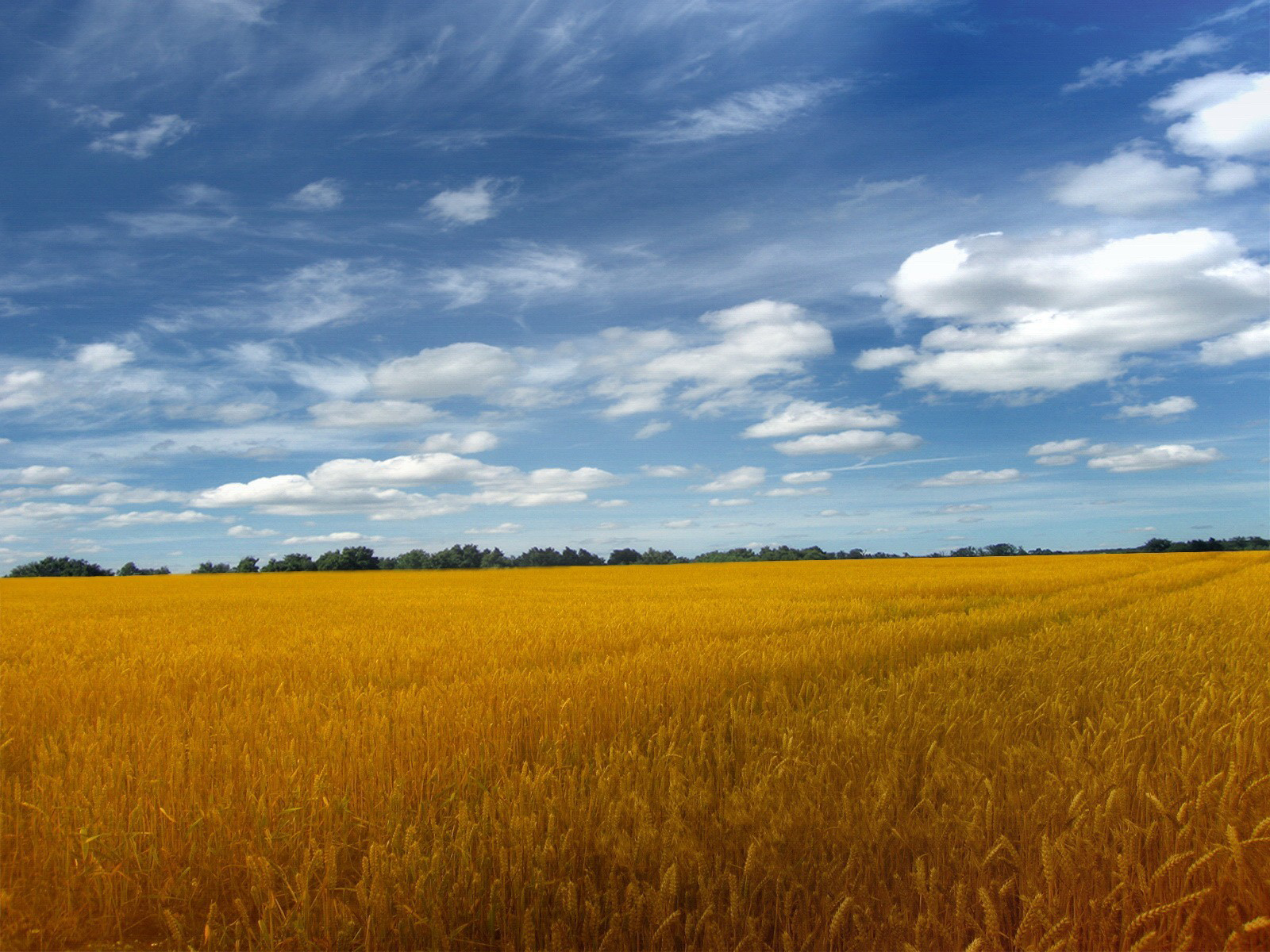 Фото бесплатно поле, пшеница, желтый