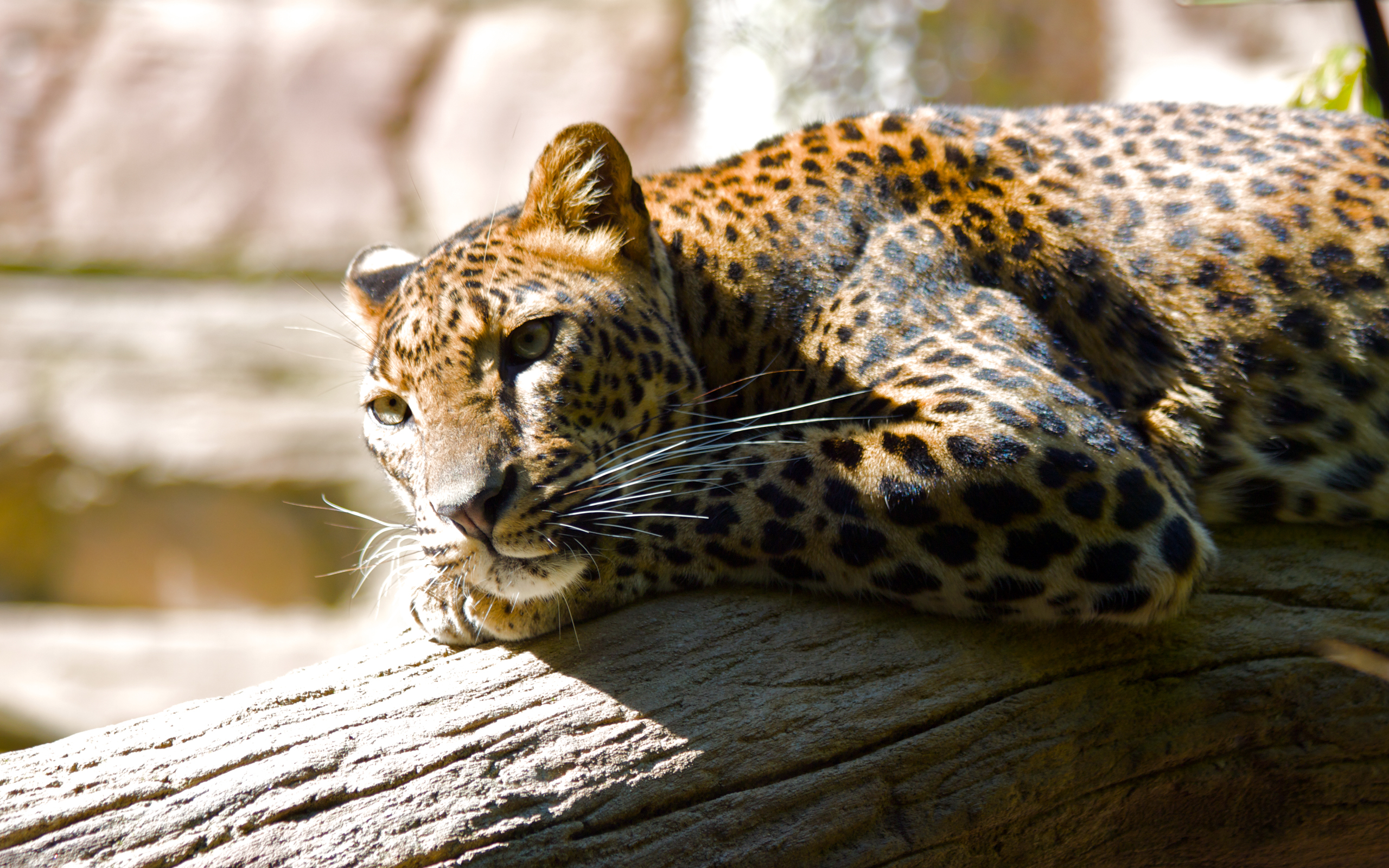 Бесплатное фото Леопард лежит на бревне