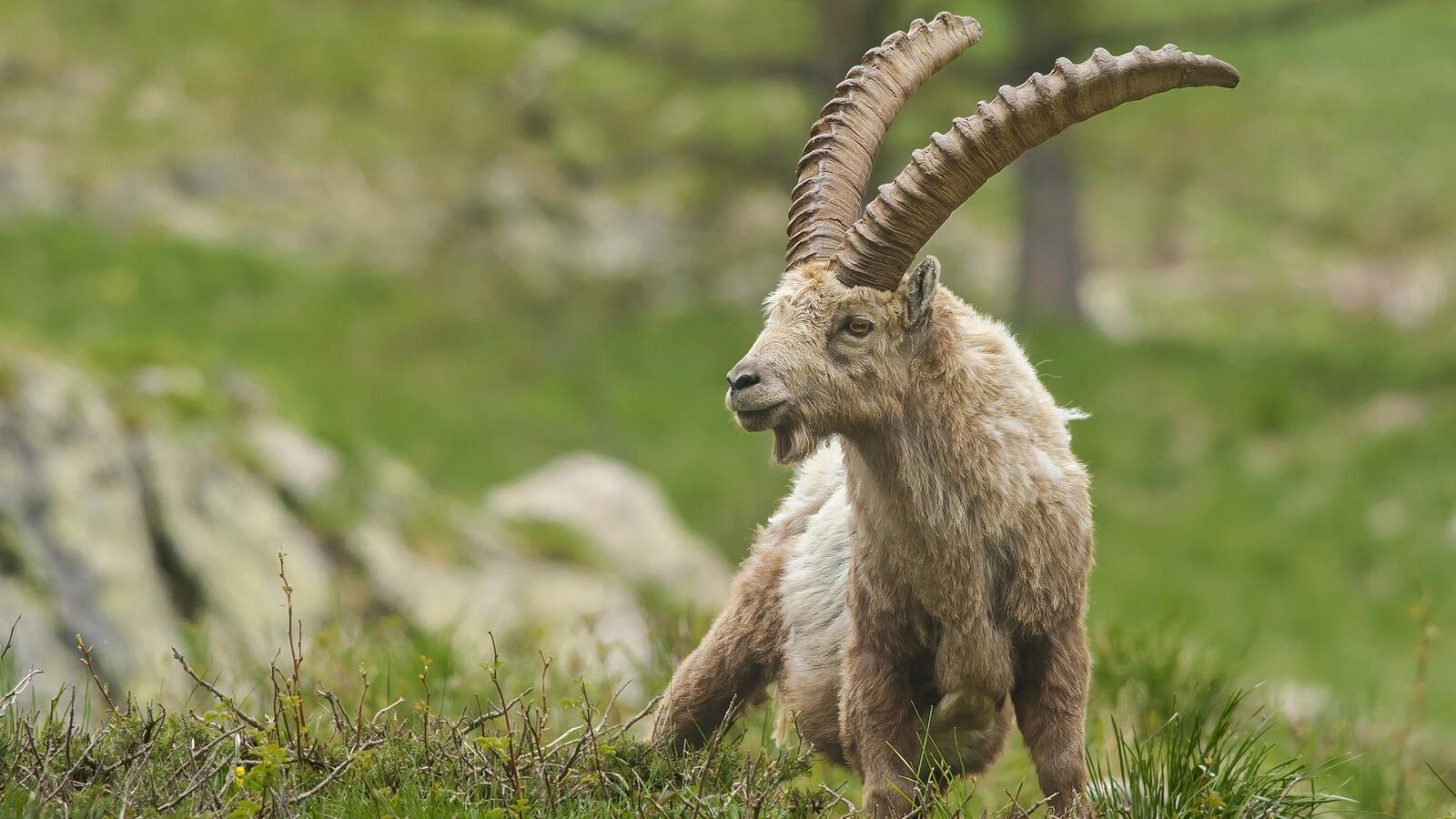 Wallpapers mountain goat horns on the desktop