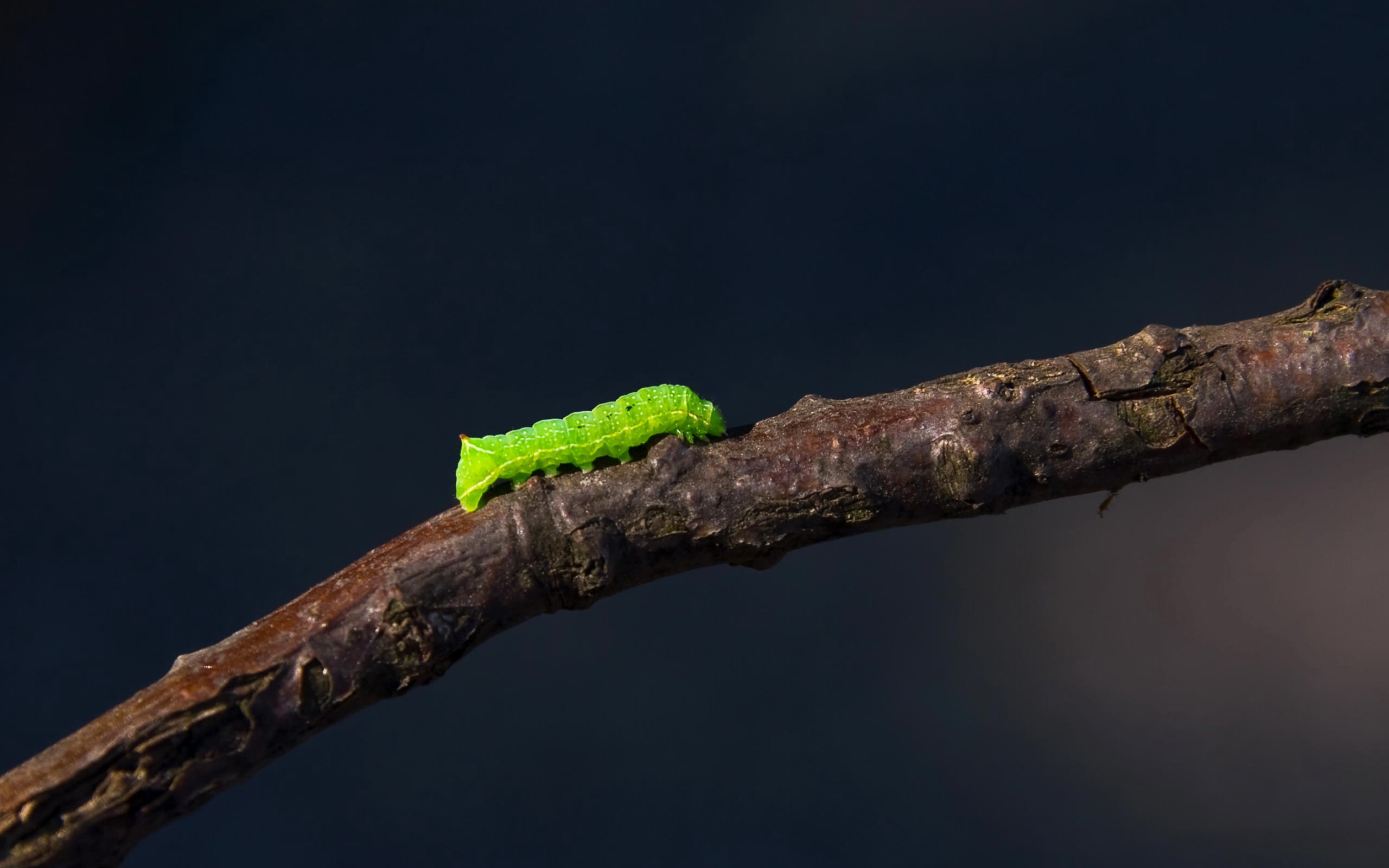 Wallpapers caterpillar green larva on the desktop