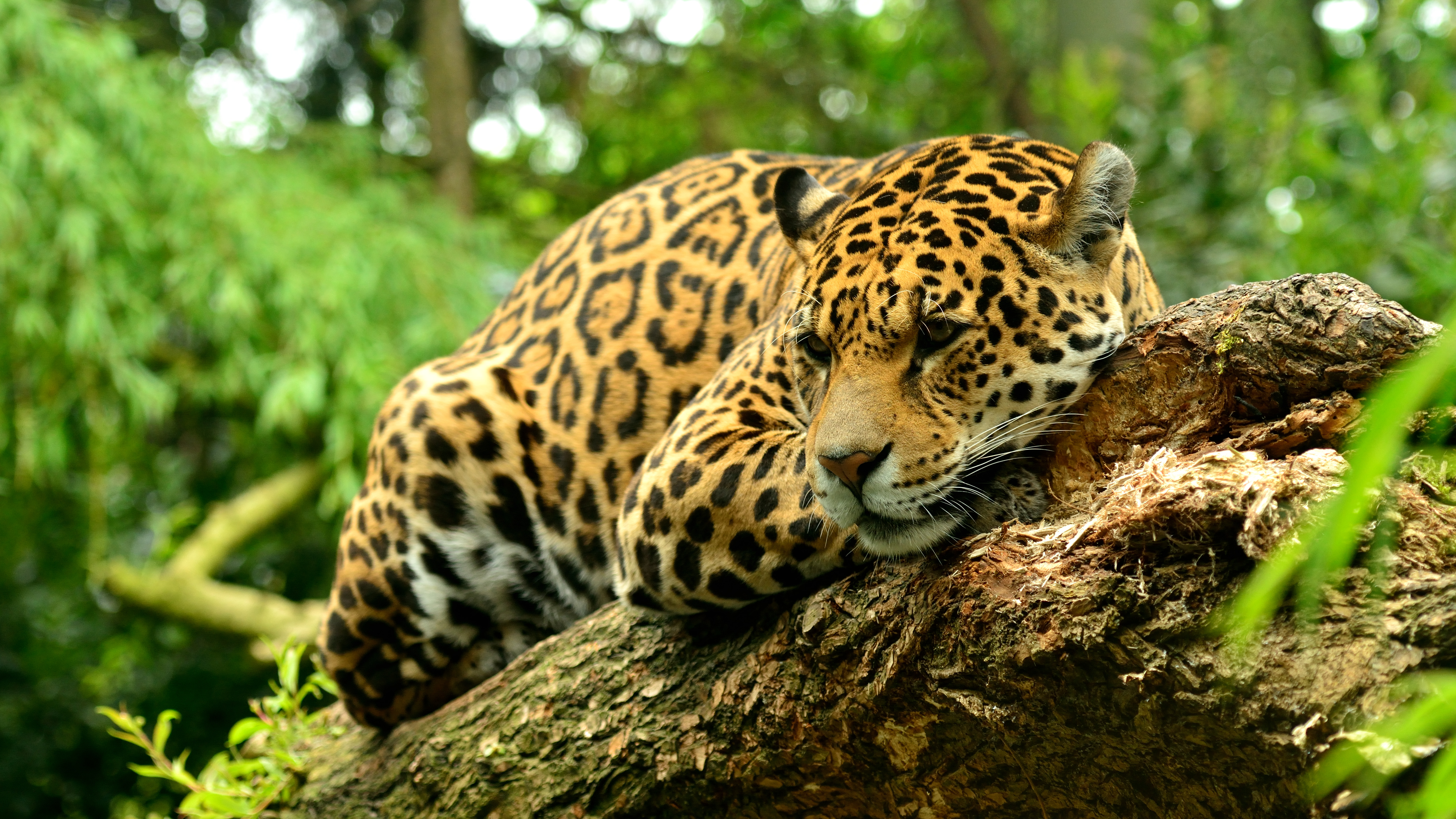 Wallpapers animal leopard beast on the desktop
