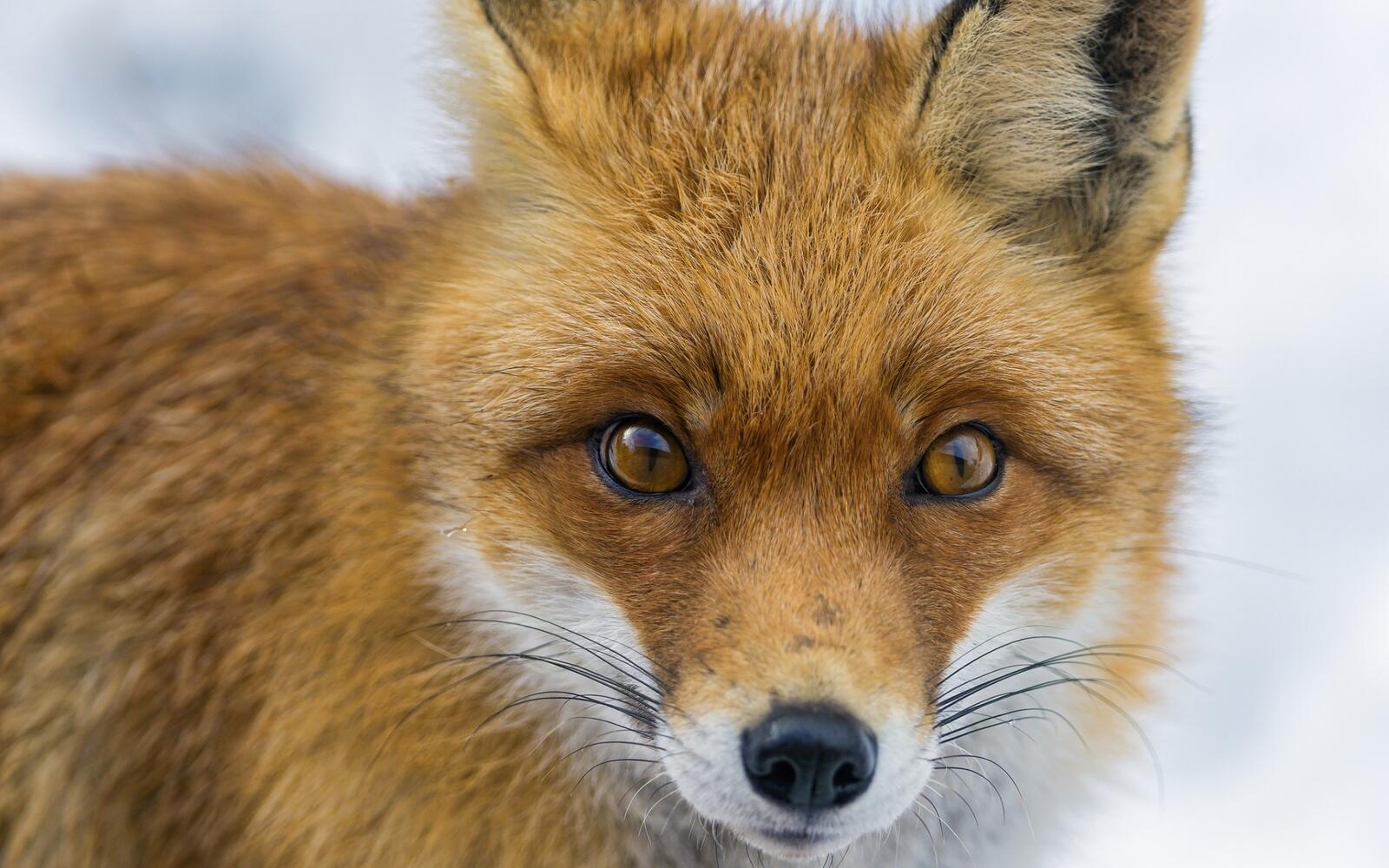 Wallpapers fox ears eyes on the desktop