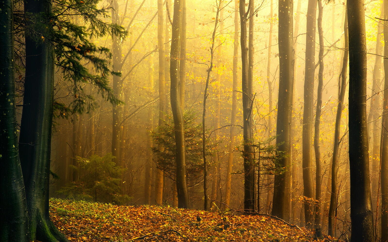 Wallpapers autumn fog forest on the desktop