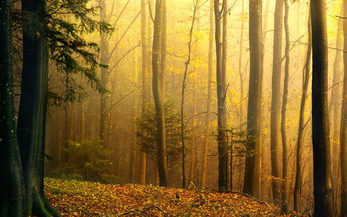 осень туман лес