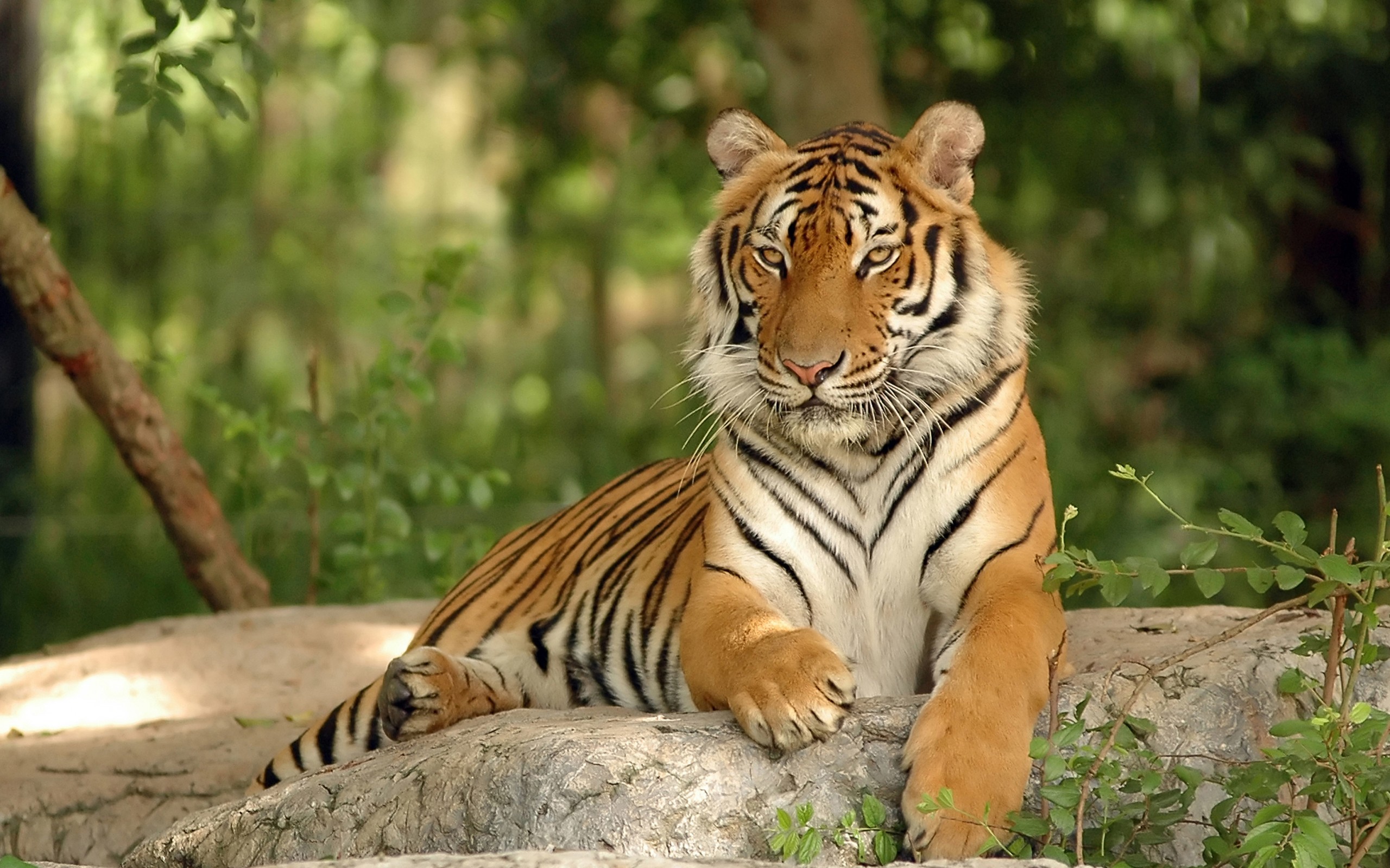 Фото бесплатно тигр, животное, хищник