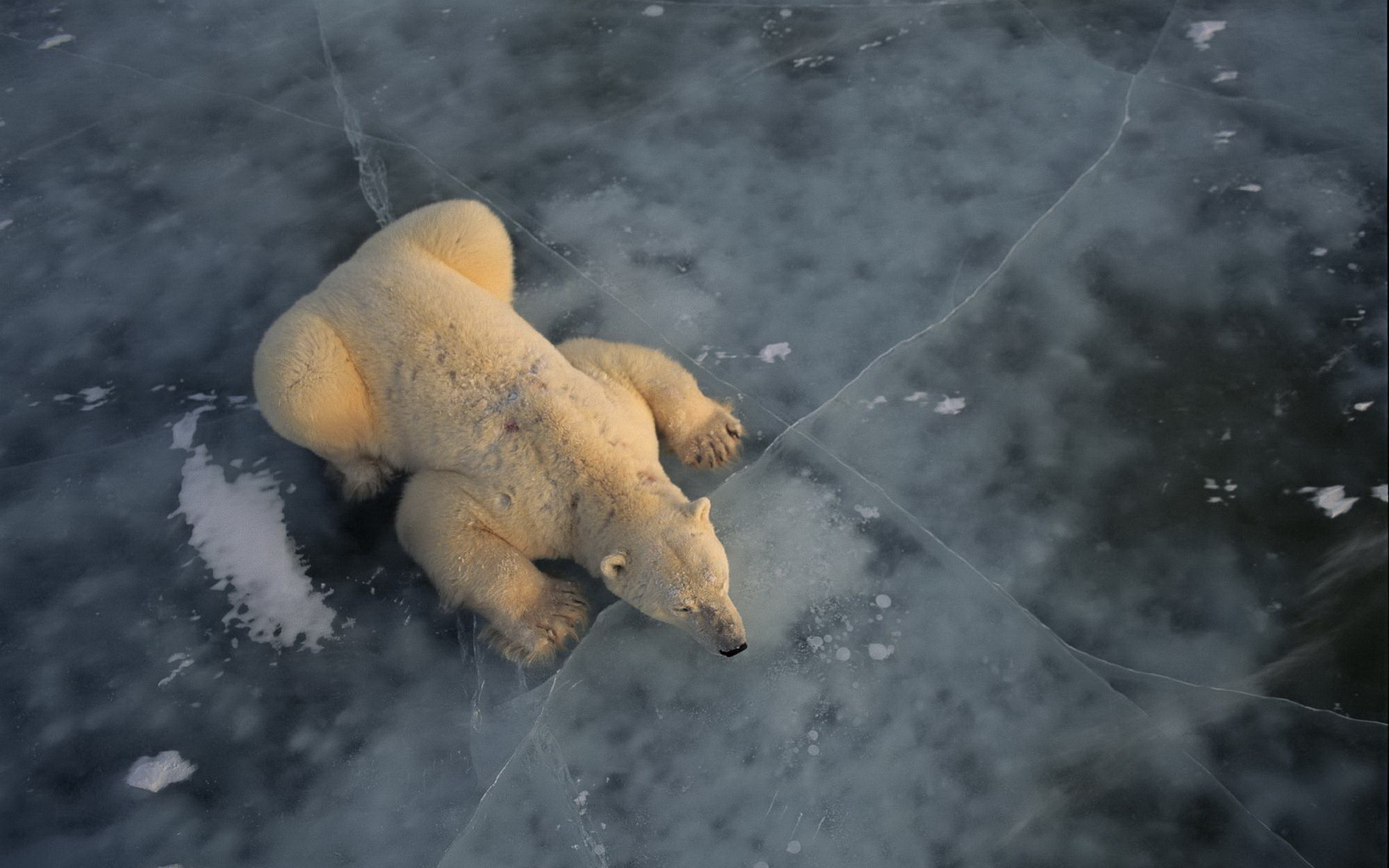 Обои медведь арктика океан на рабочий стол