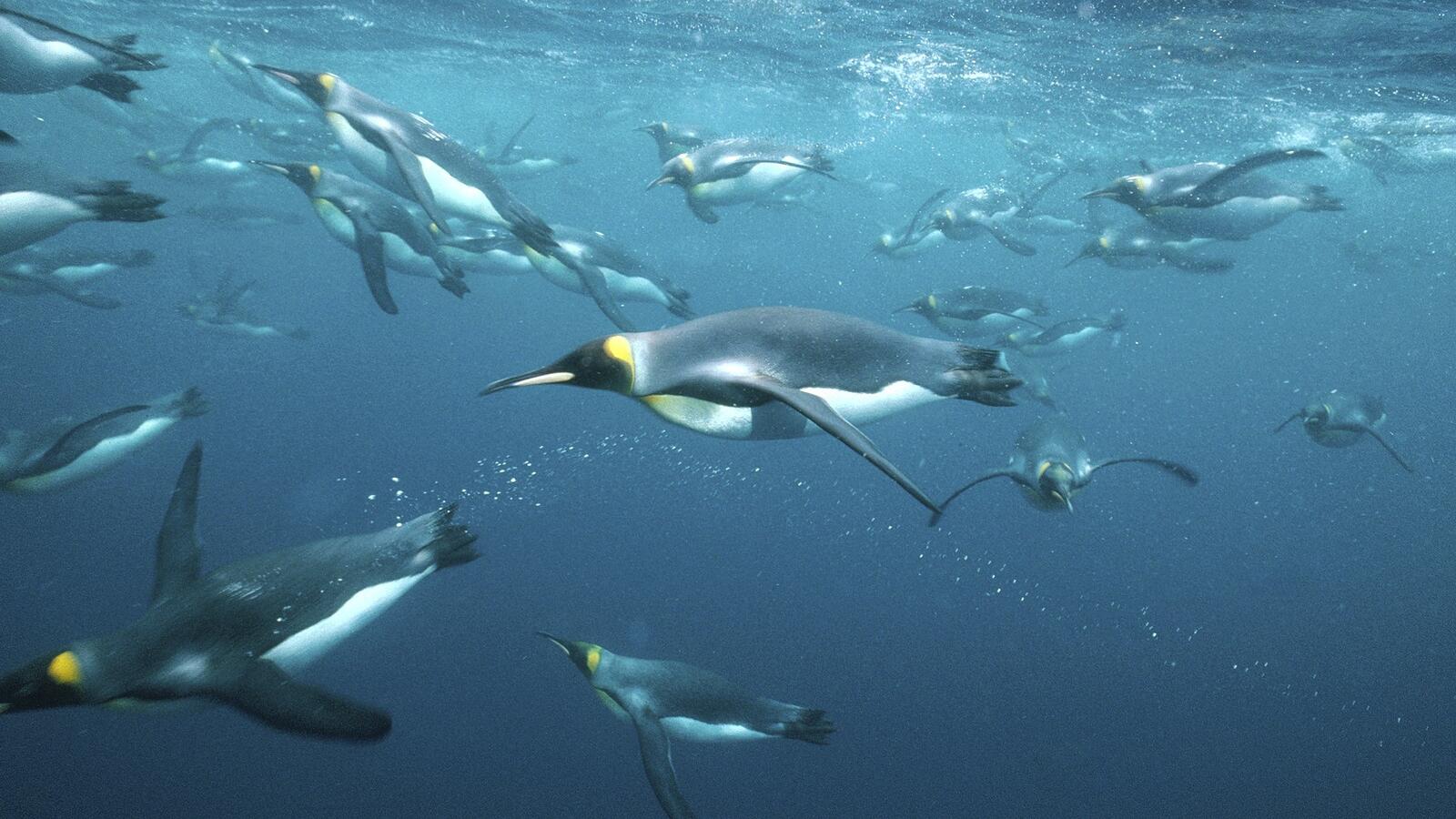 Обои пингвины в океане под водой на рабочий стол