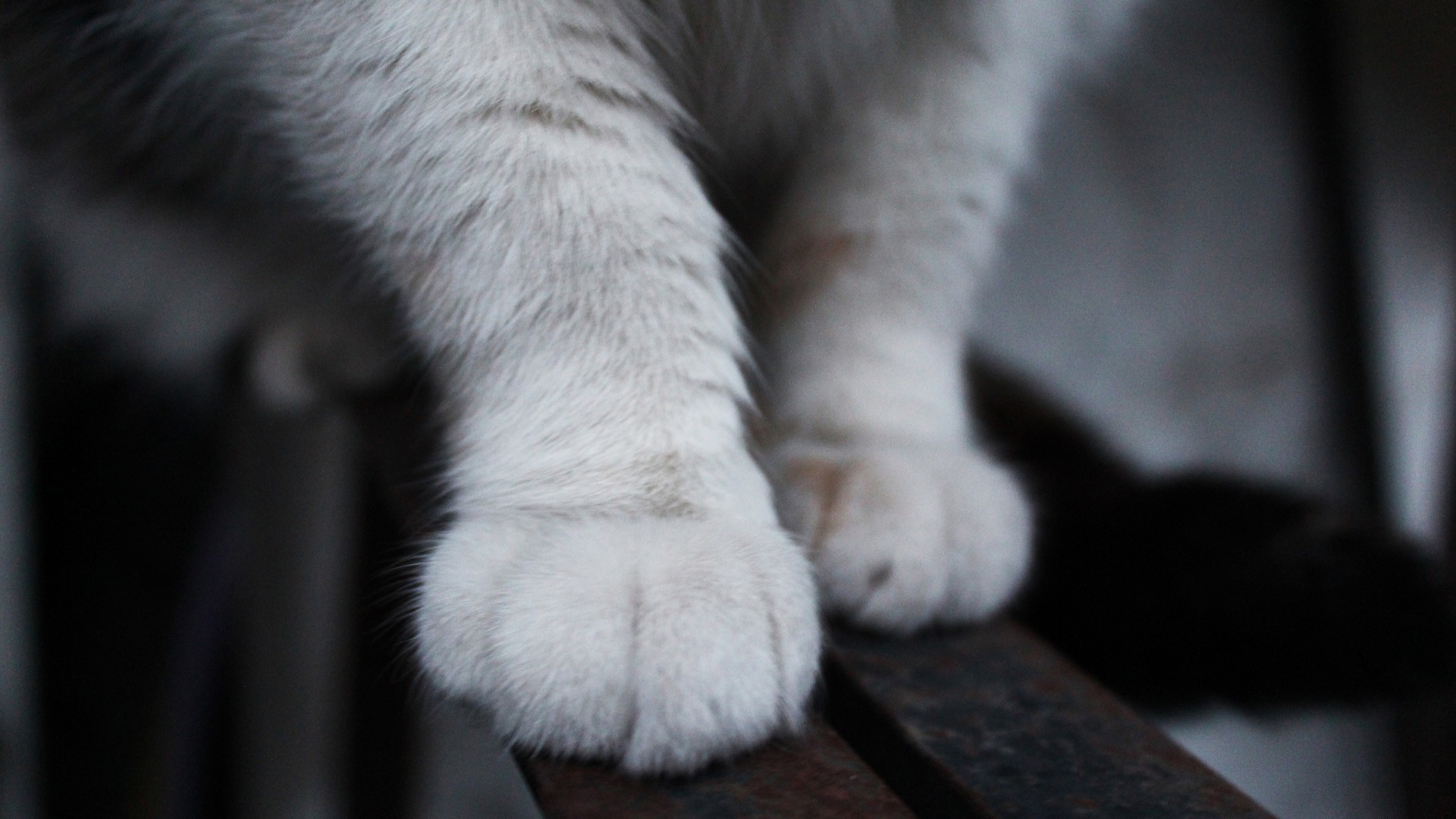 桌面上的壁纸猫 爪子 腿
