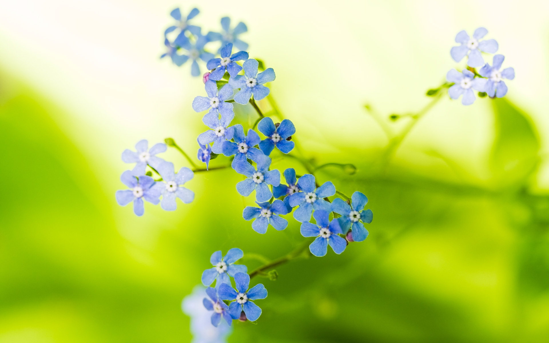 Wallpapers petals blue stem on the desktop