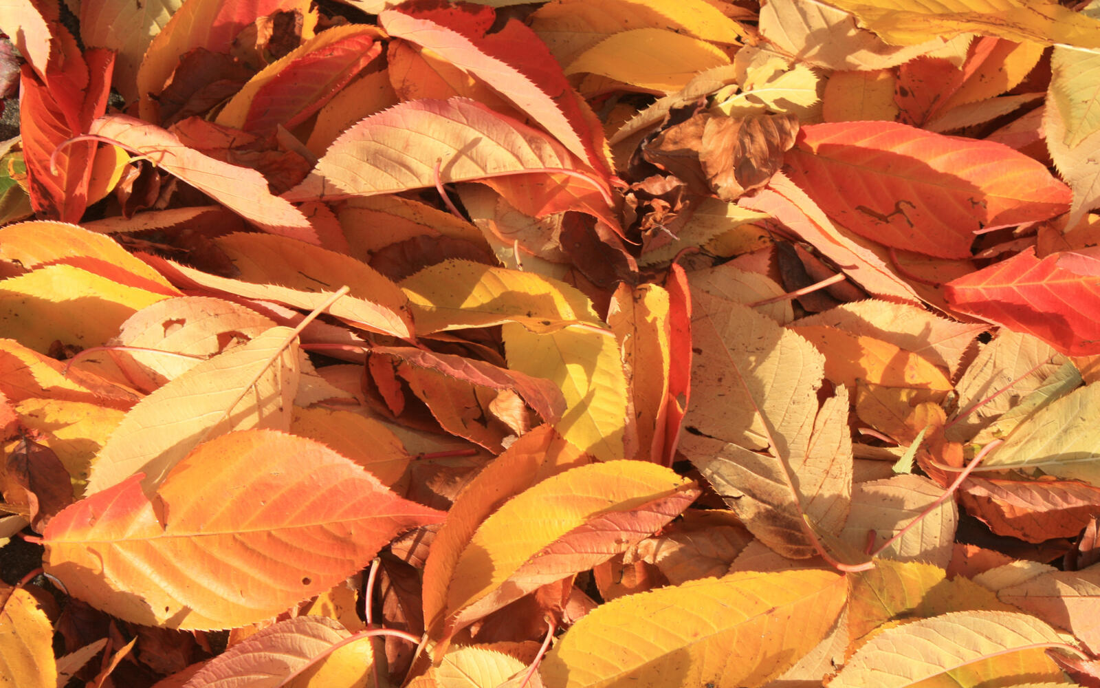 Wallpapers leaves yellow leaf fall on the desktop