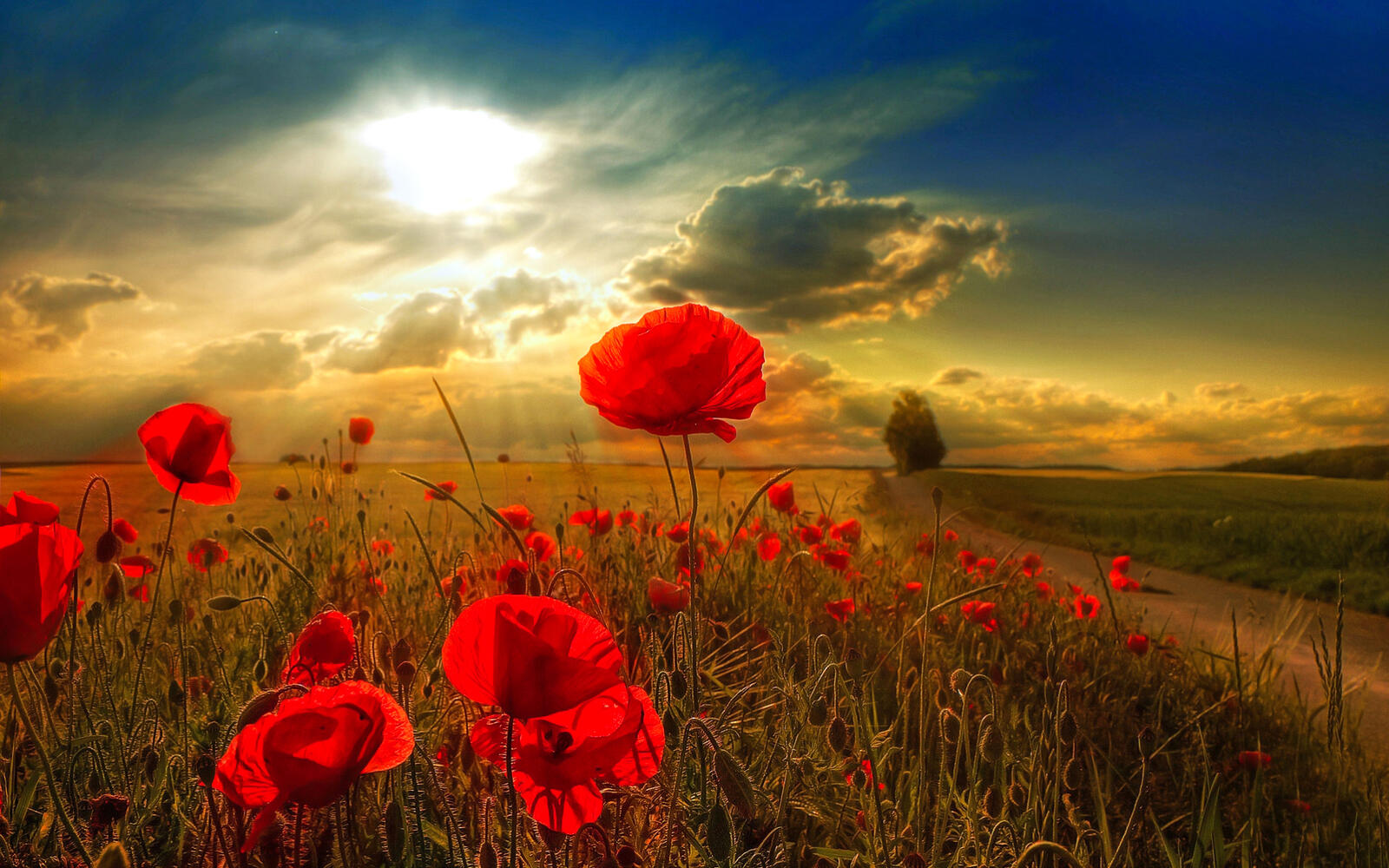 Wallpapers nature poppies sunset on the desktop