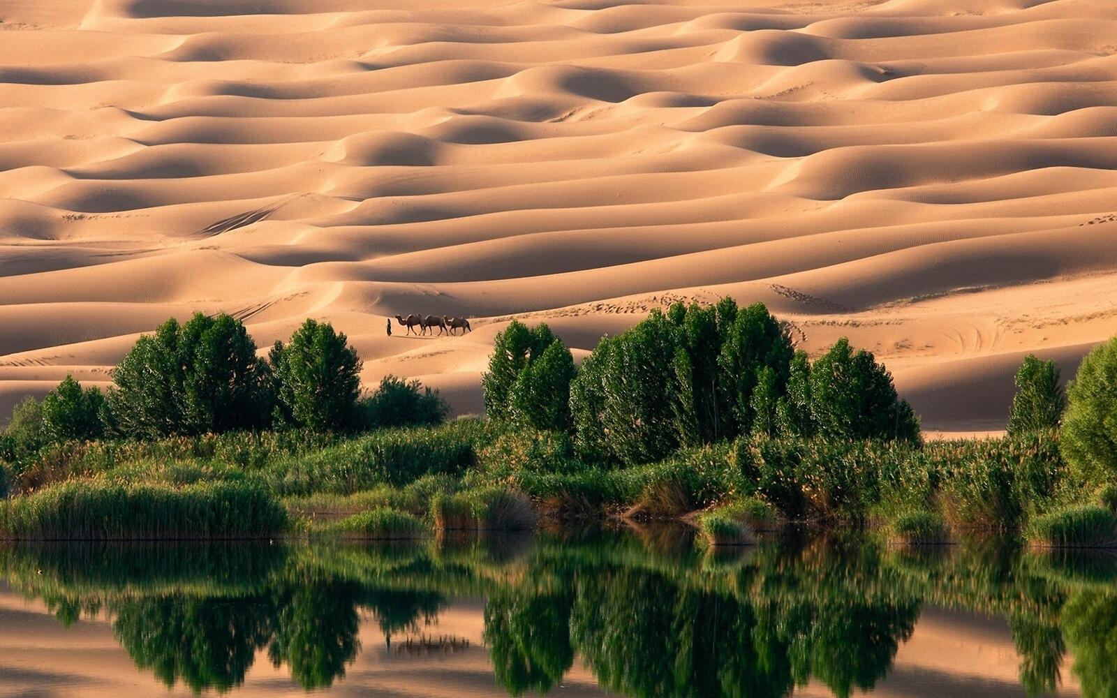 Обои пустыня дюны берег на рабочий стол