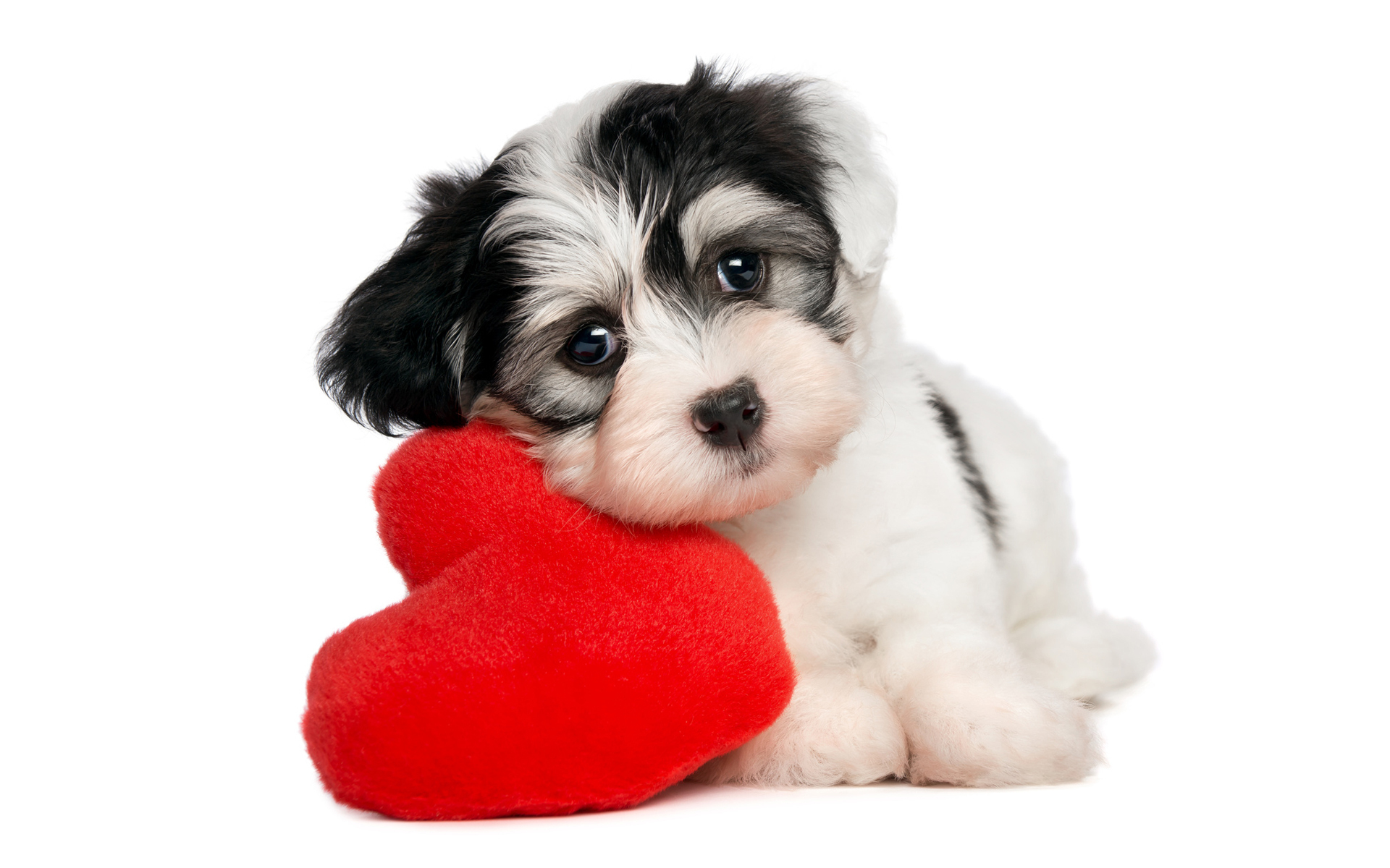 Wallpapers puppy heart muzzle on the desktop