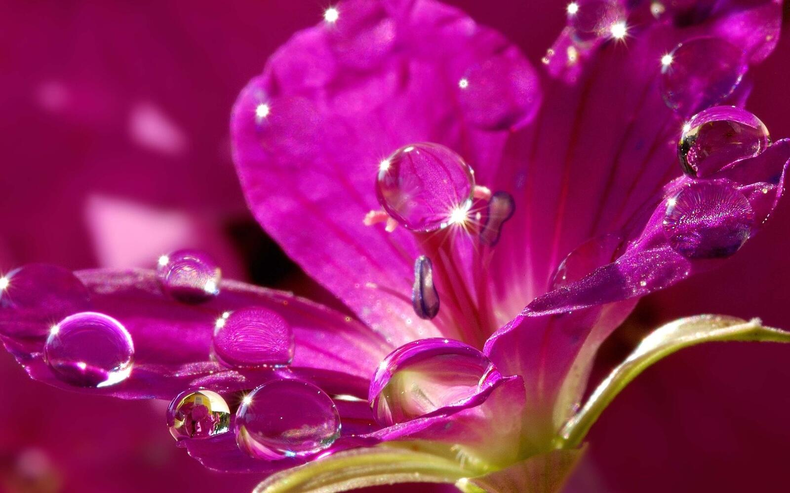 Обои блеск цветок вода на рабочий стол