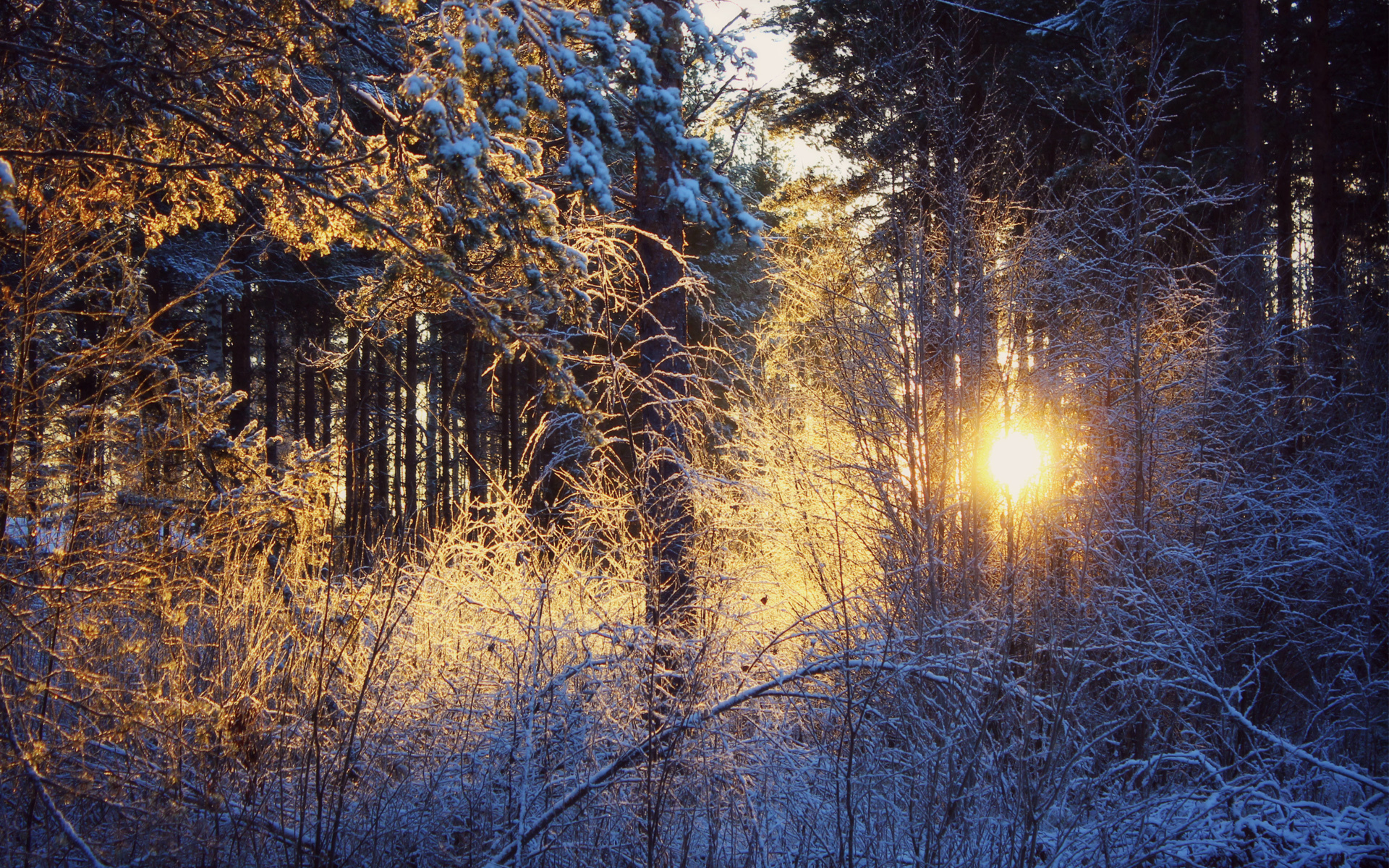 Фото бесплатно восход, солнце, зима