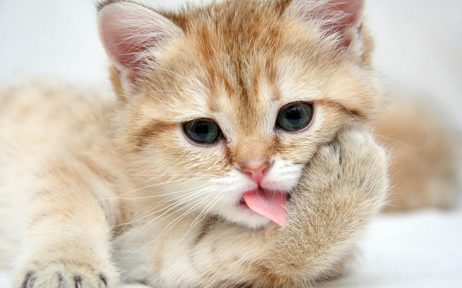 Free photo A little ginger kitten is washing his face